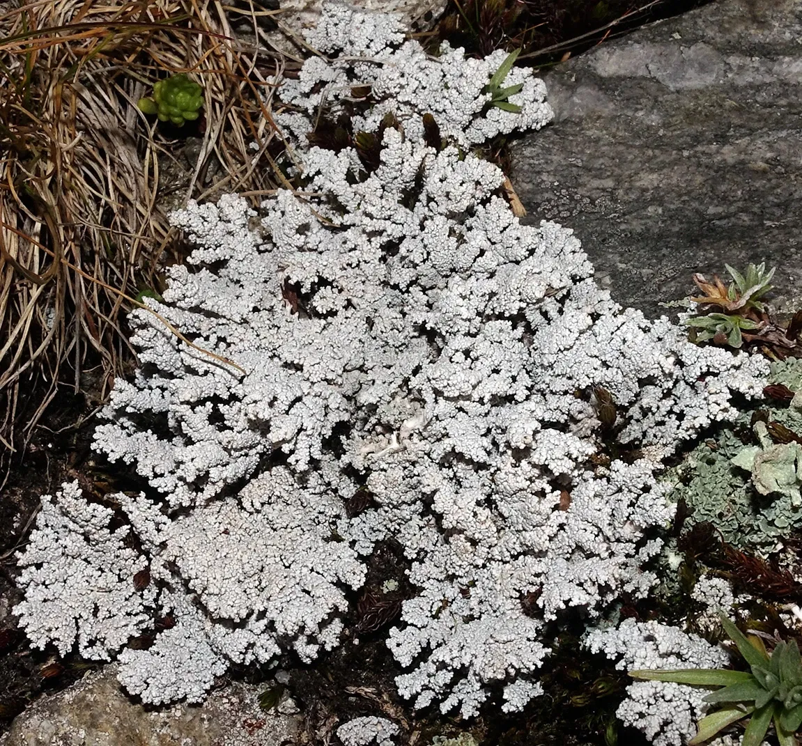 Réserve Naturelle Nationale des Aiguilles Rouges