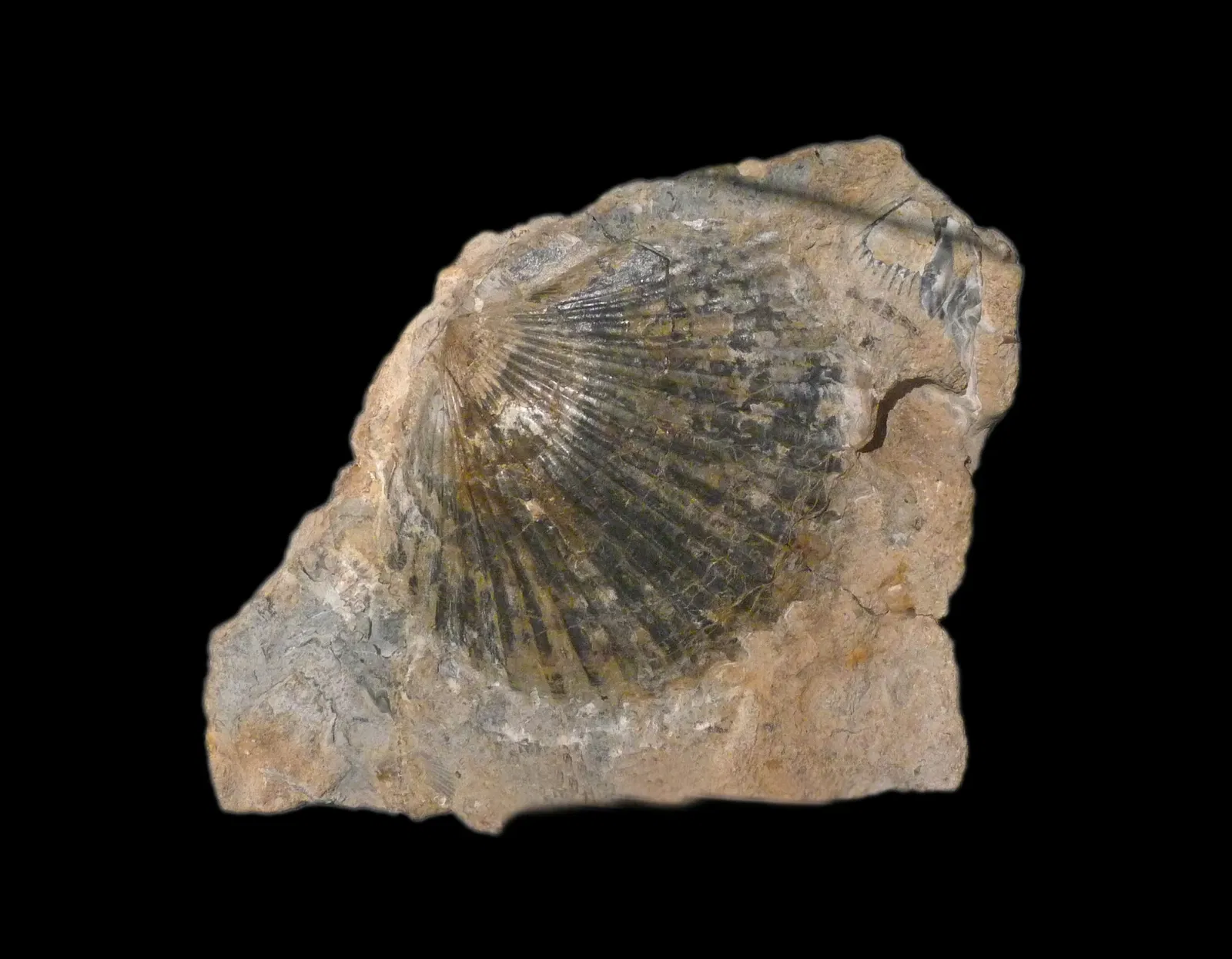 Musée d’Histoire Naturelle et d’Ethnographie de Colmar