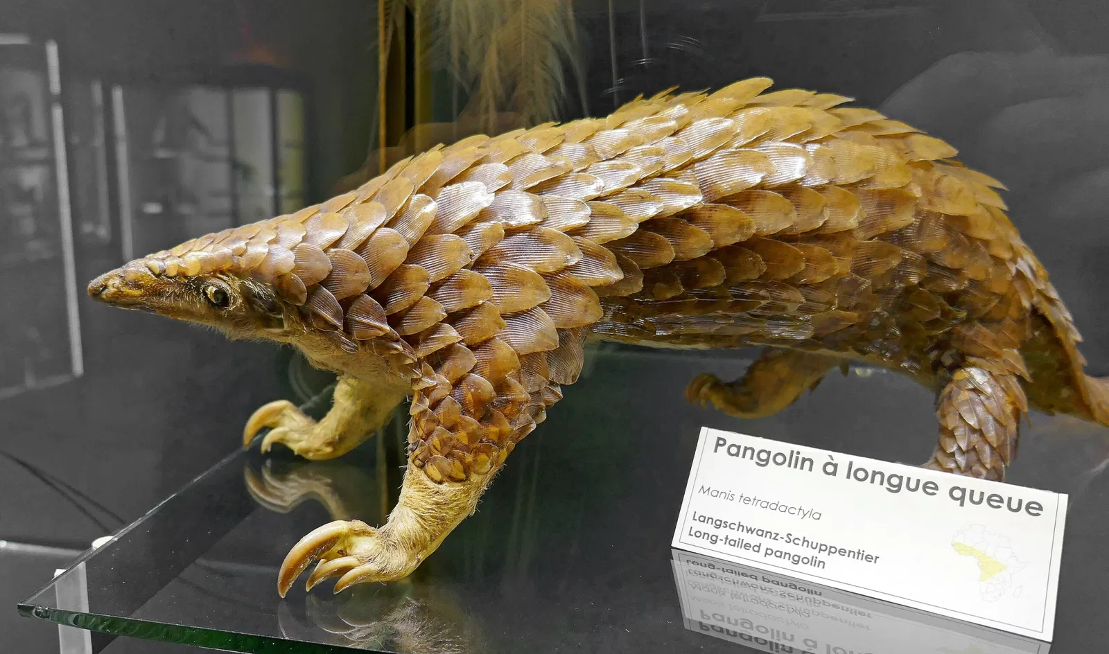 Natural History and Ethnography Museum