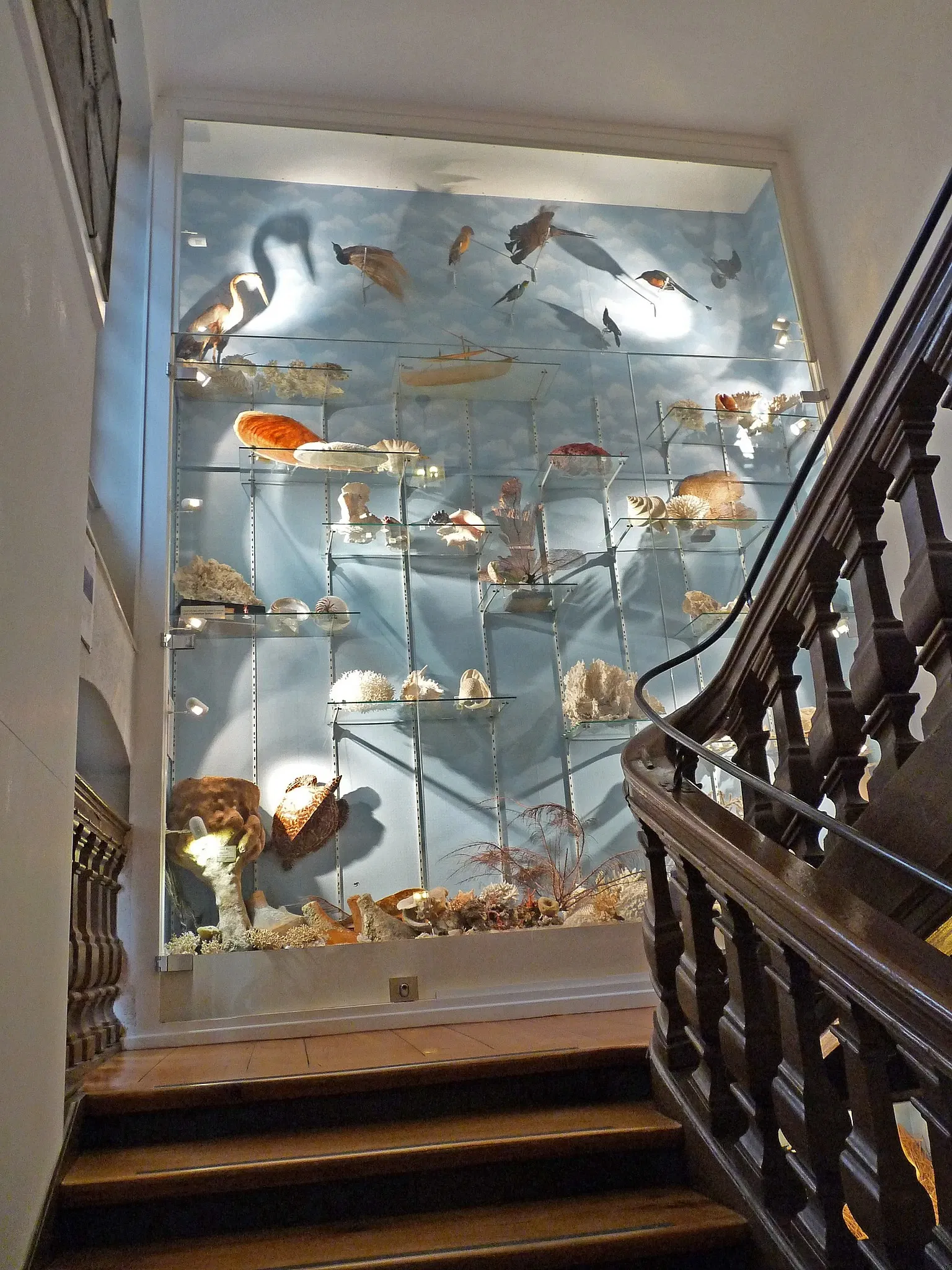 Musée d’Histoire Naturelle et d’Ethnographie de Colmar