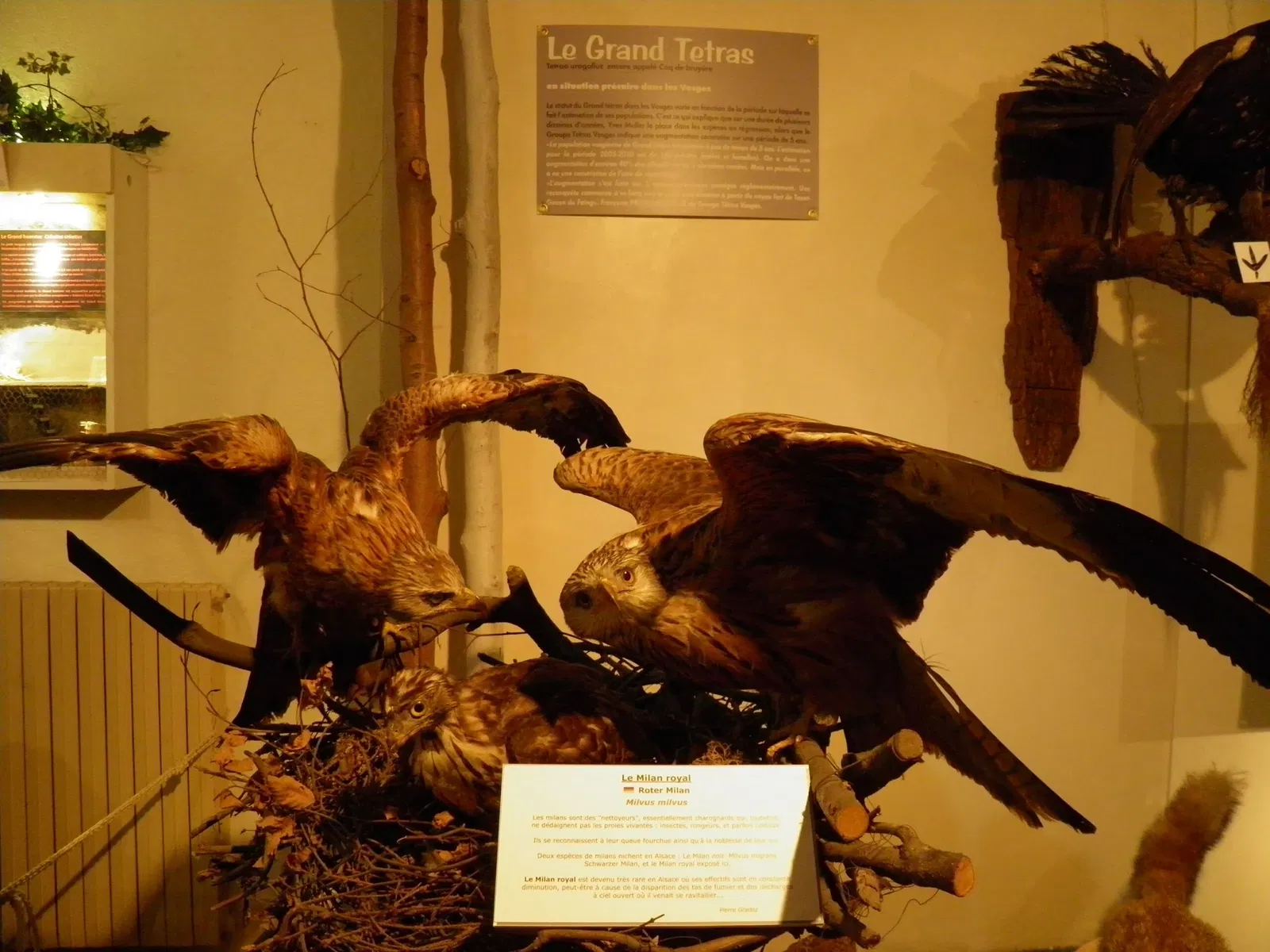 Musée d’Histoire Naturelle et d’Ethnographie de Colmar