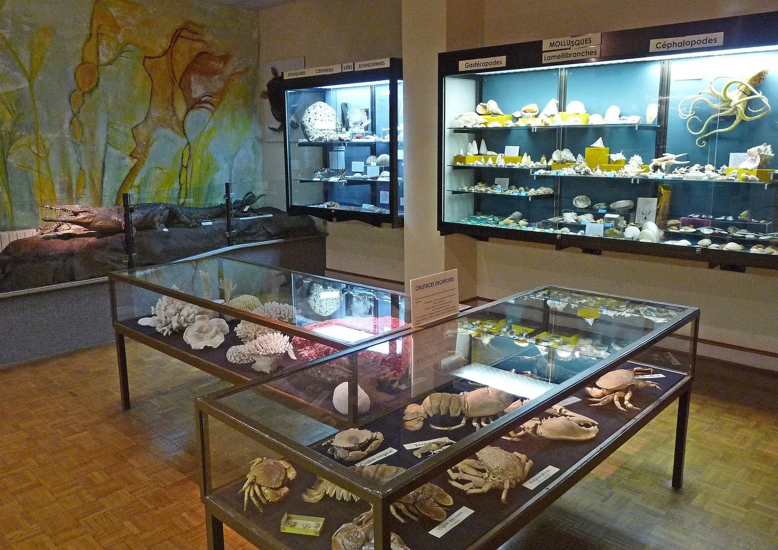 Musée d'Histoire Naturelle et d'Ethnographie