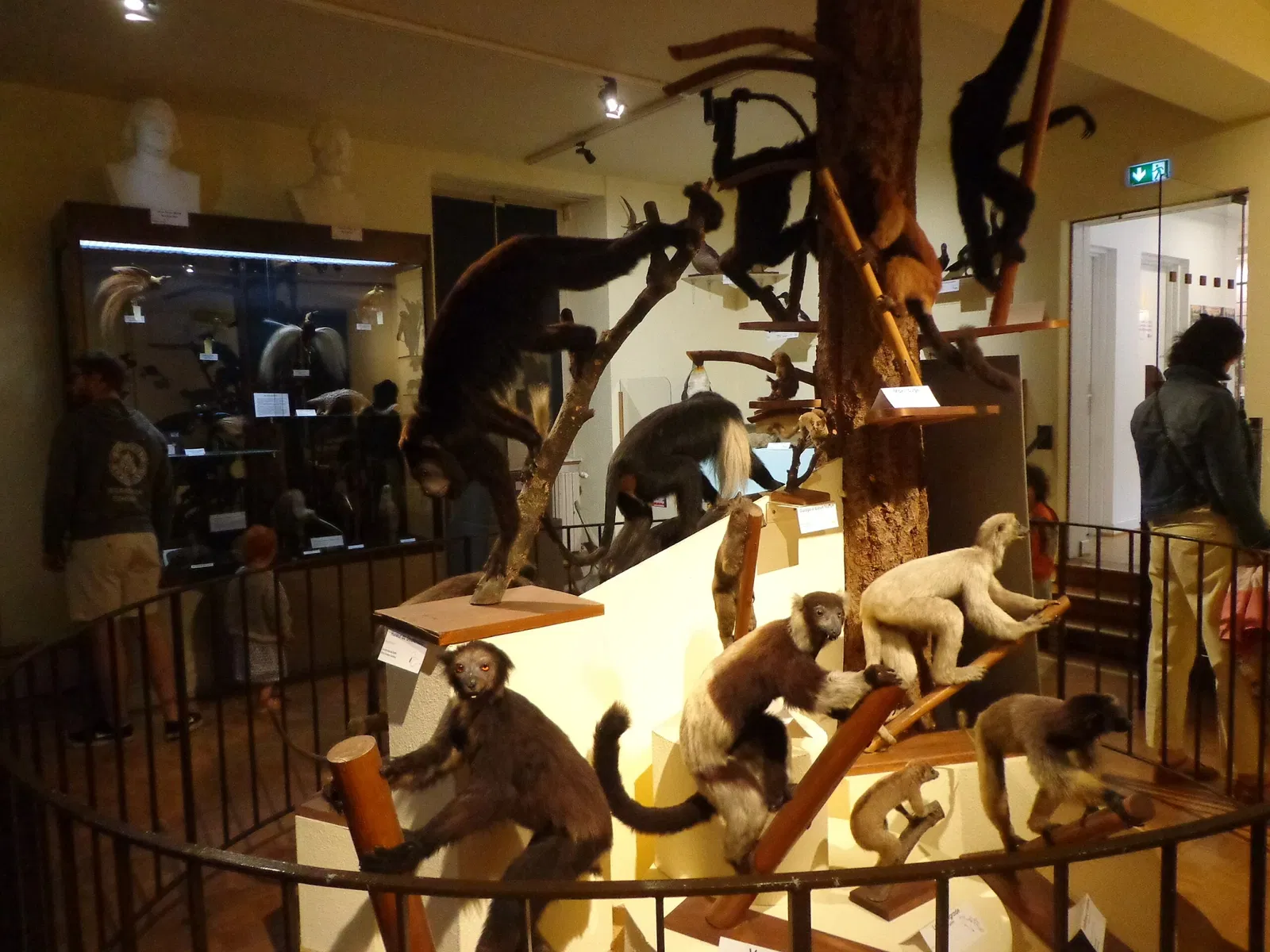 Musée d’Histoire Naturelle et d’Ethnographie de Colmar