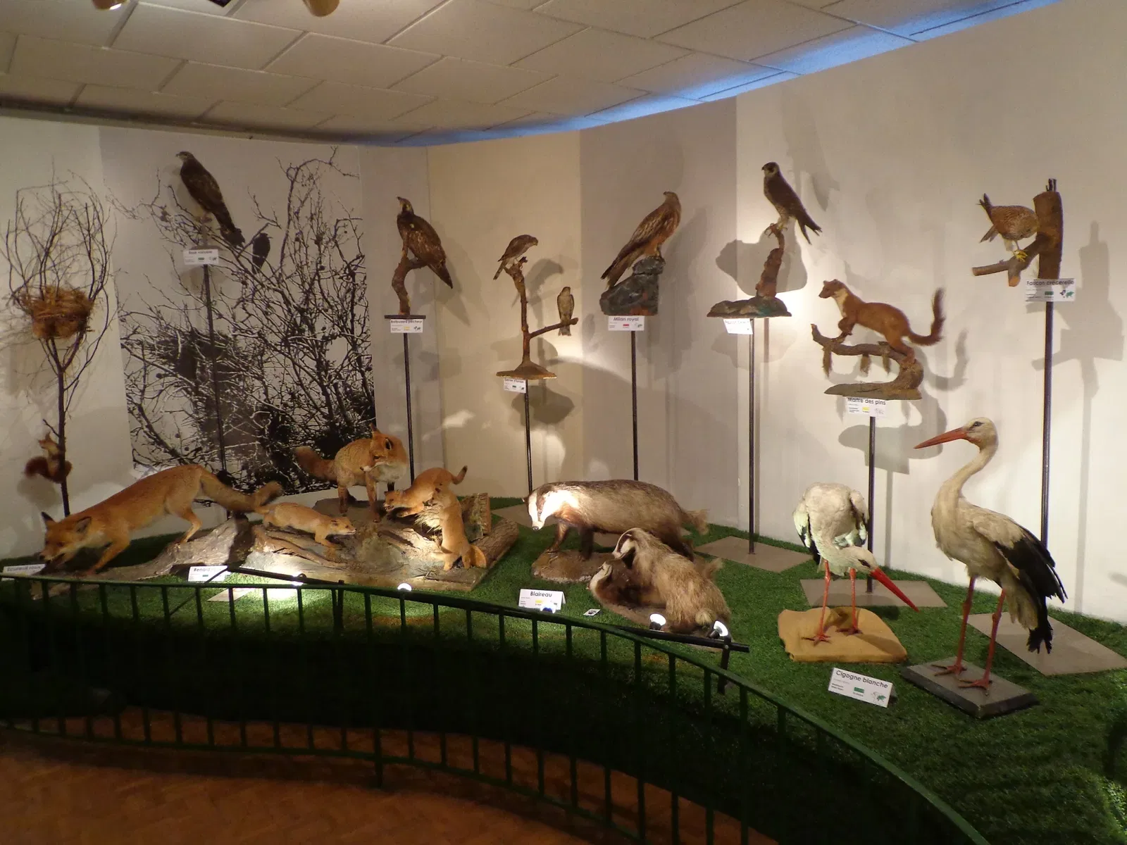 Musée d’Histoire Naturelle et d’Ethnographie de Colmar