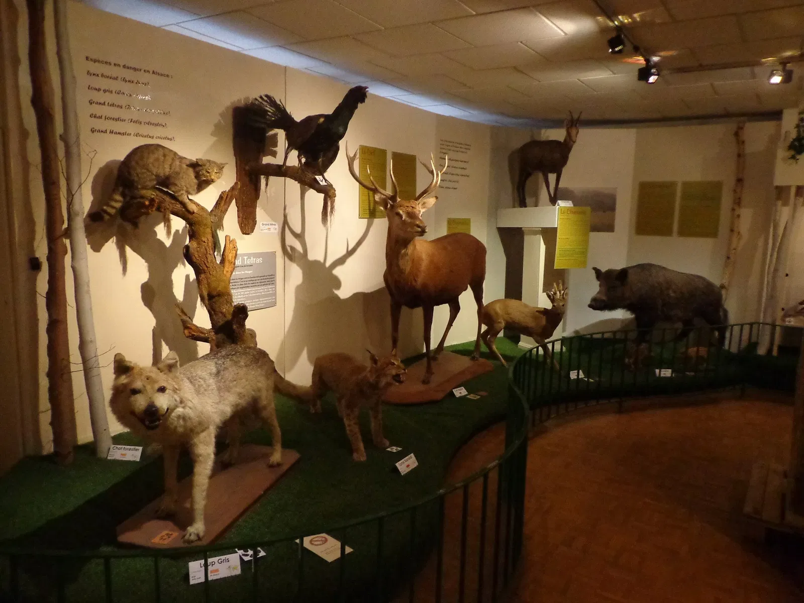 Musée d'Histoire Naturelle et d'Ethnographie