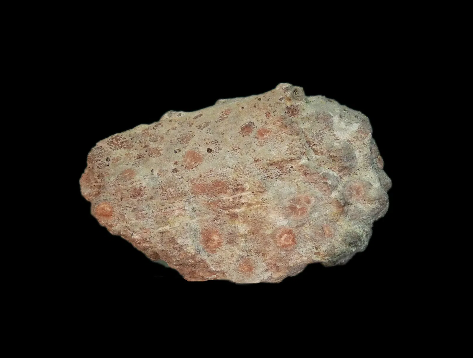 Musée d’Histoire Naturelle et d’Ethnographie de Colmar