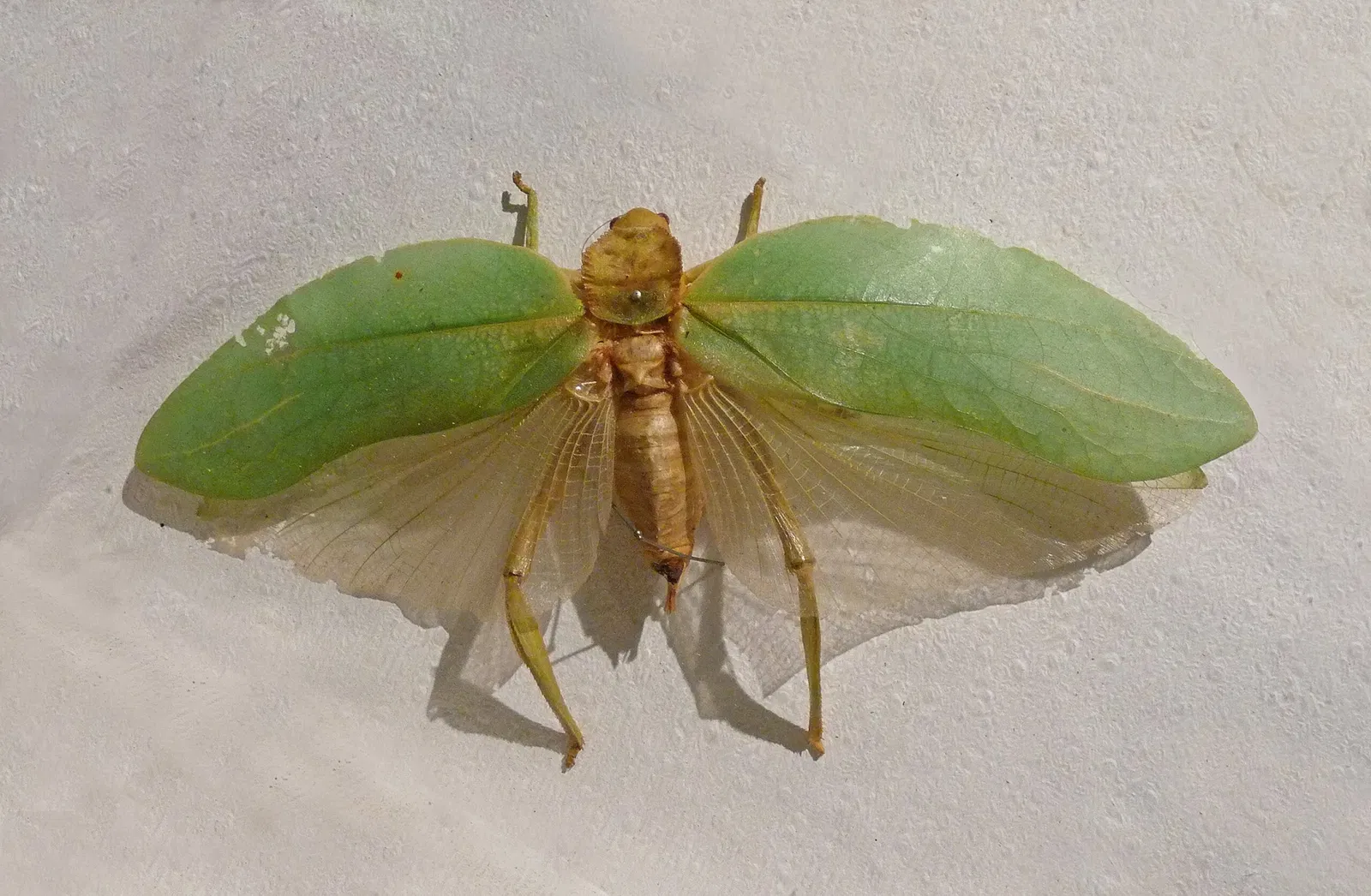 Natural History and Ethnography Museum