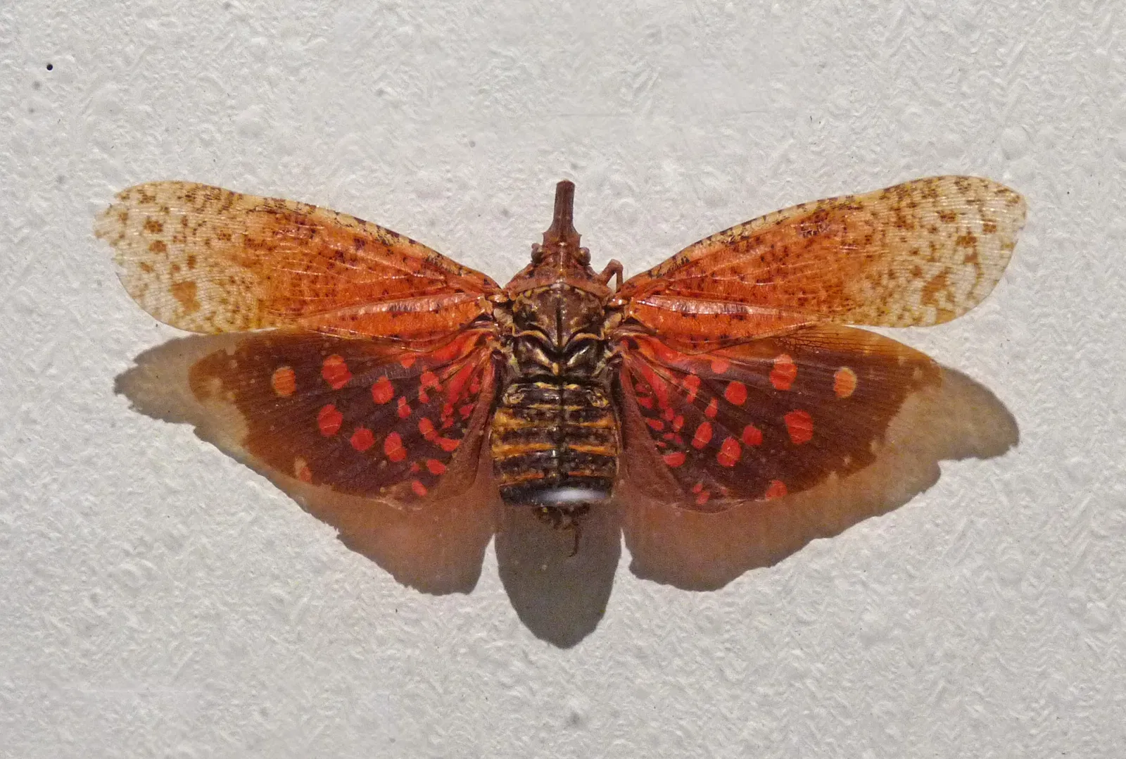 Musée d’Histoire Naturelle et d’Ethnographie de Colmar