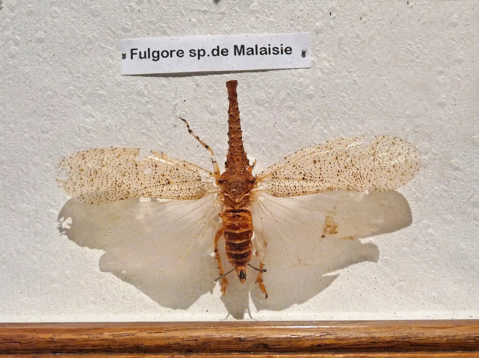 Musée d’Histoire Naturelle et d’Ethnographie de Colmar