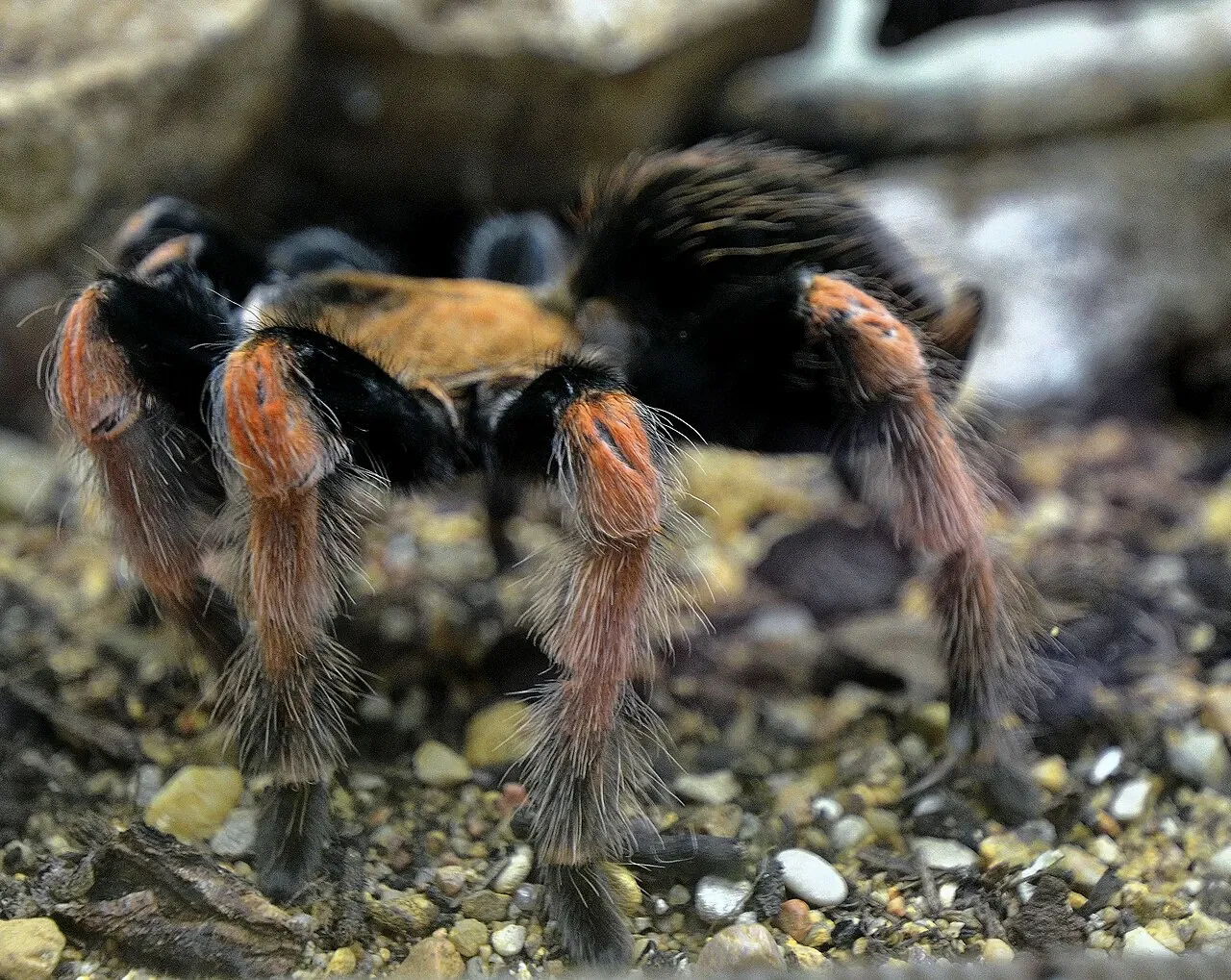 Muséum de Besançon
