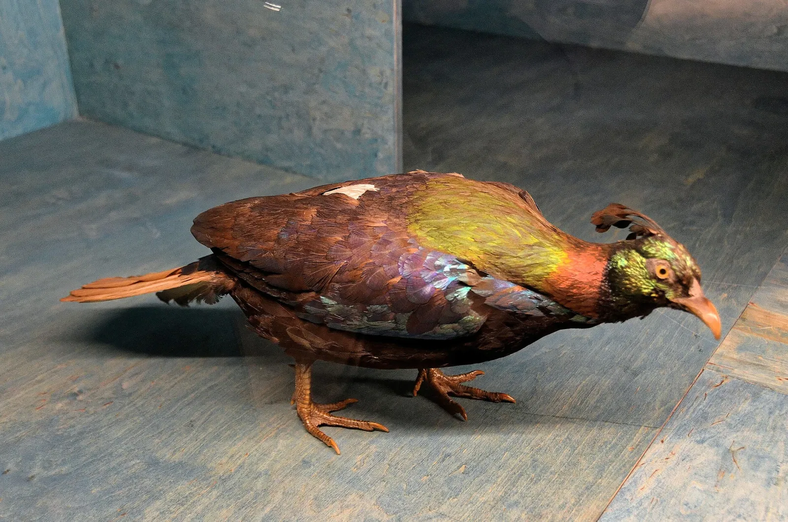 Muséum de Besançon