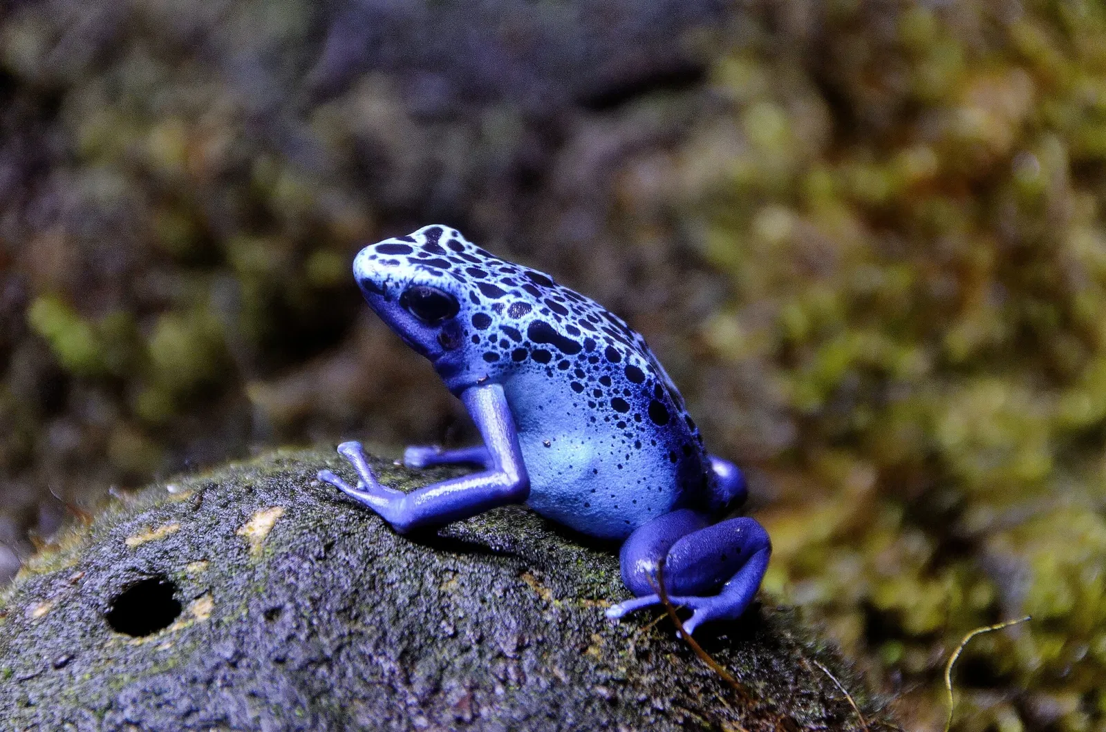 Muséum de Besançon