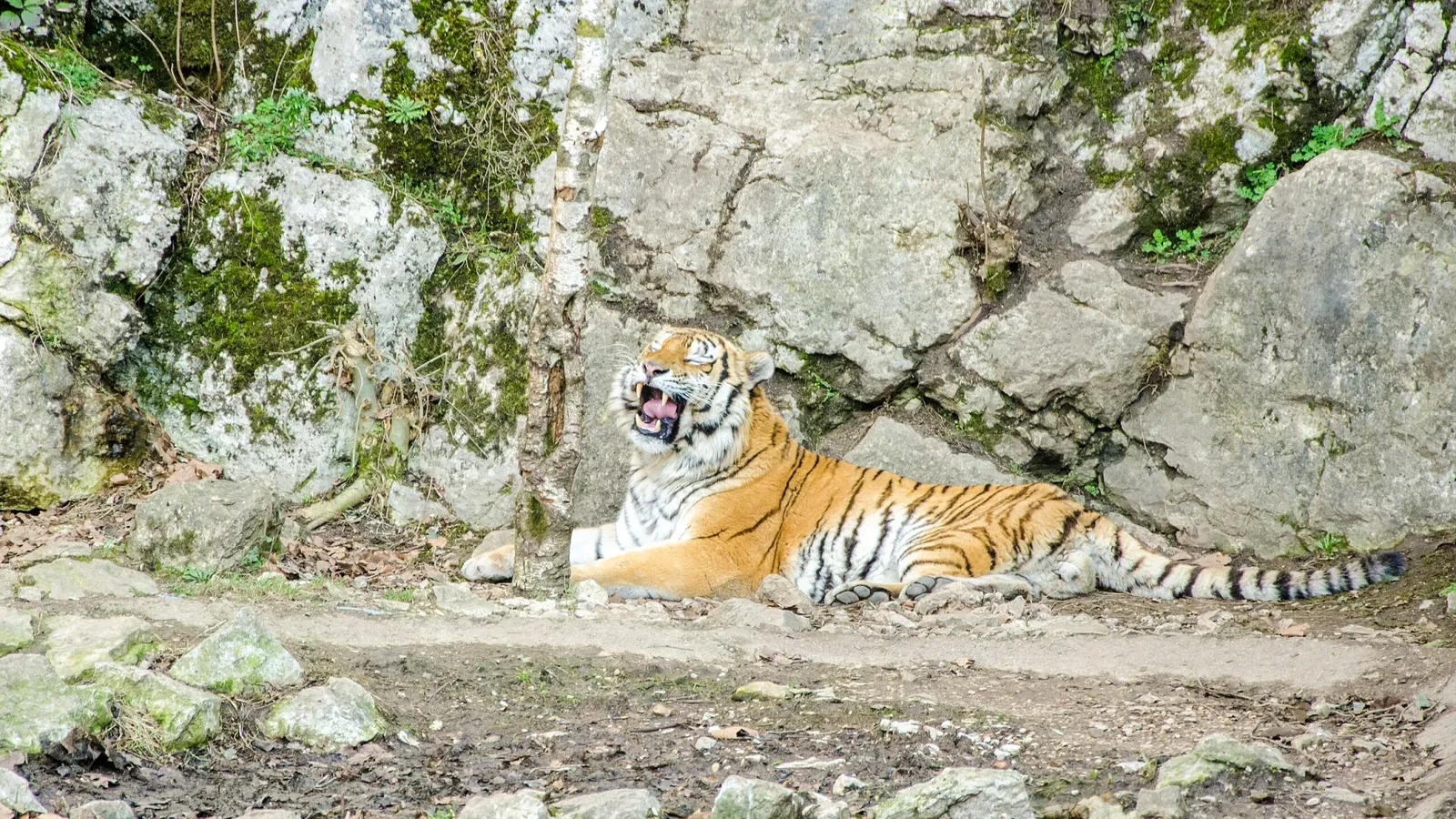 Muséum de Besançon