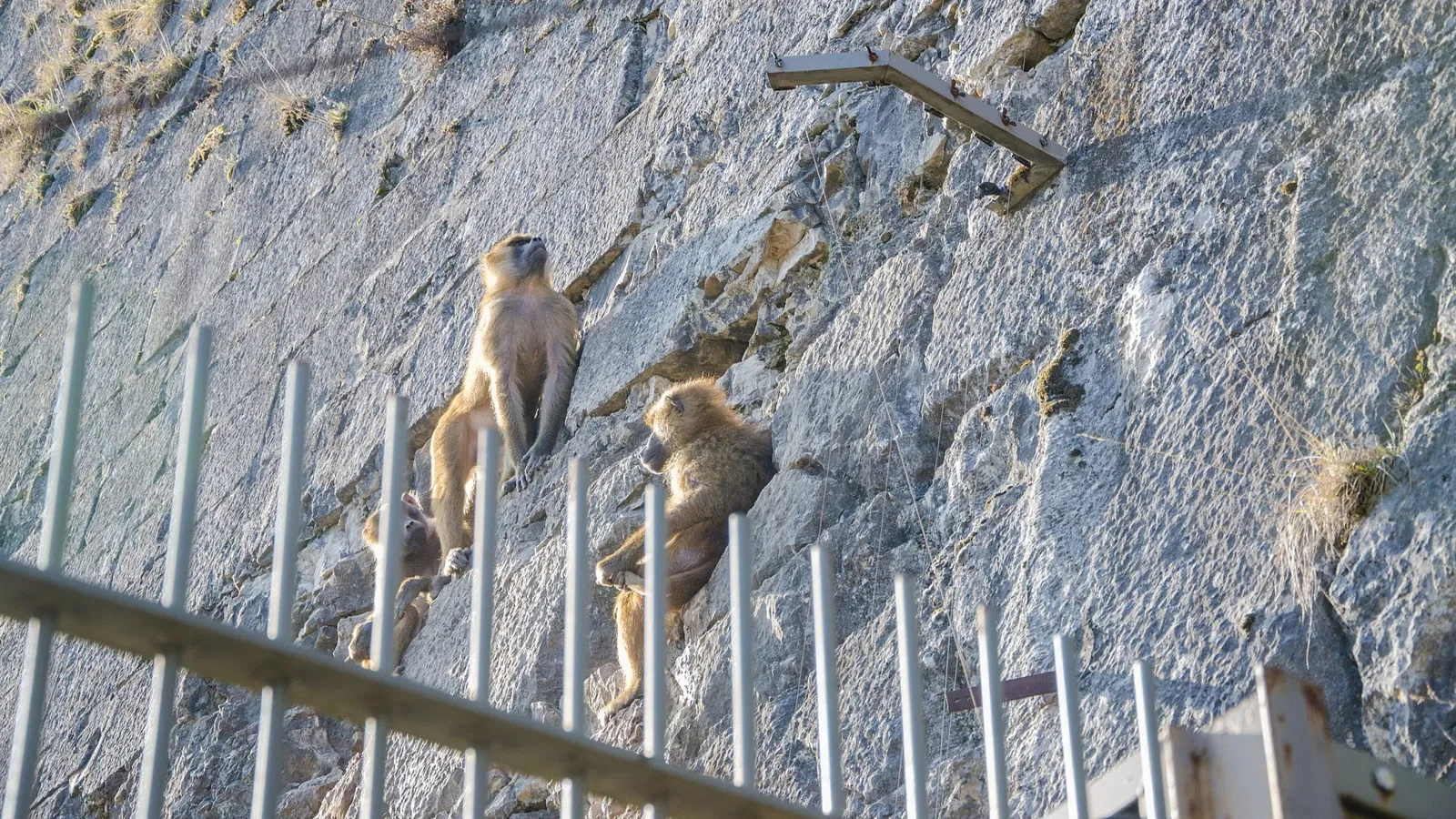 Muséum de Besançon