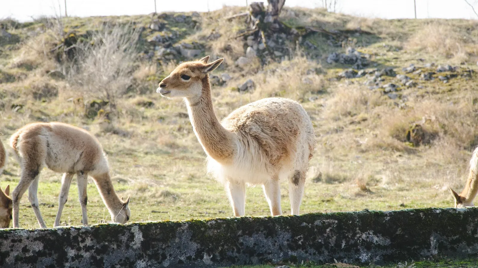 Muséum de Besançon