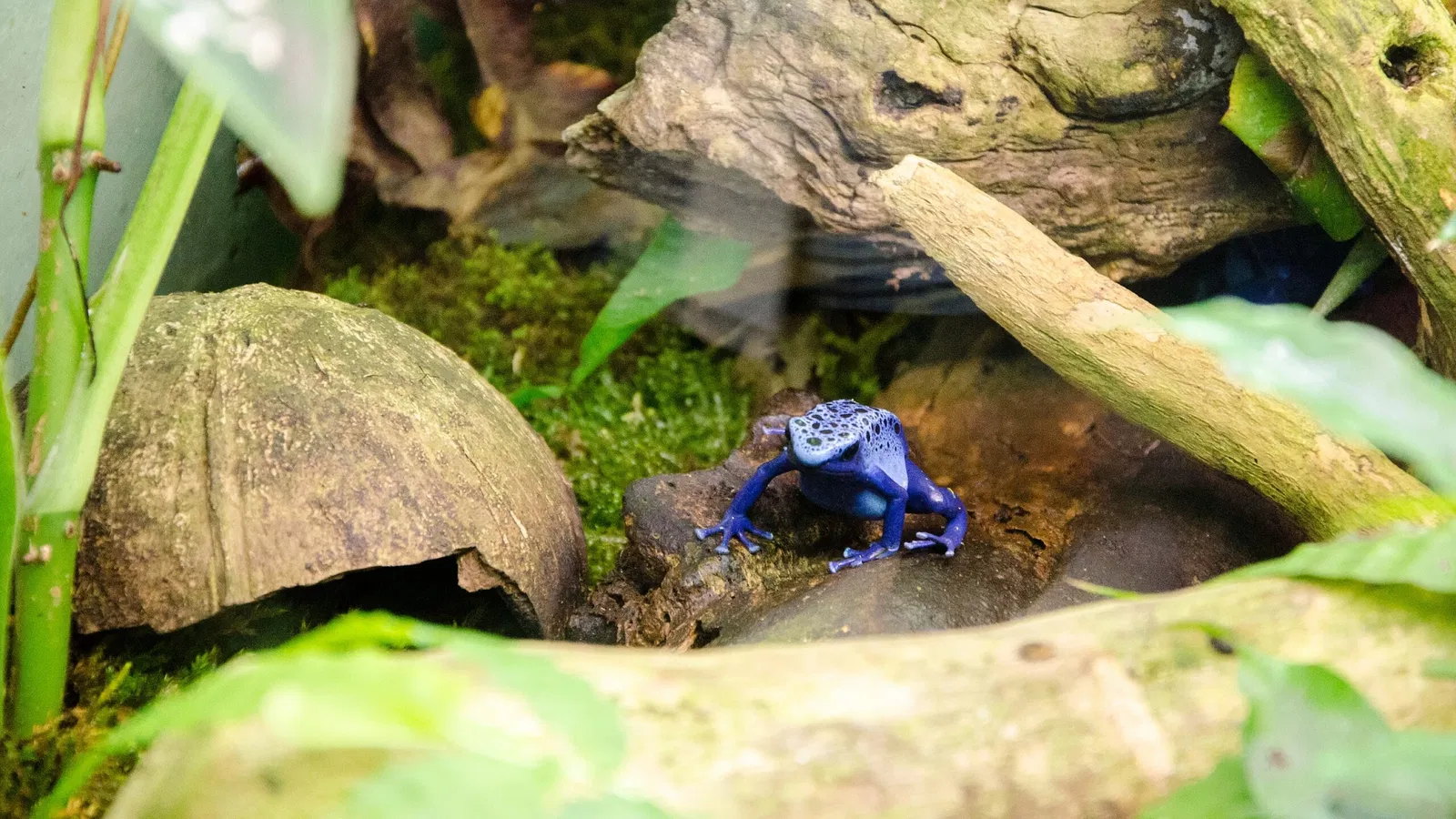 Muséum de Besançon