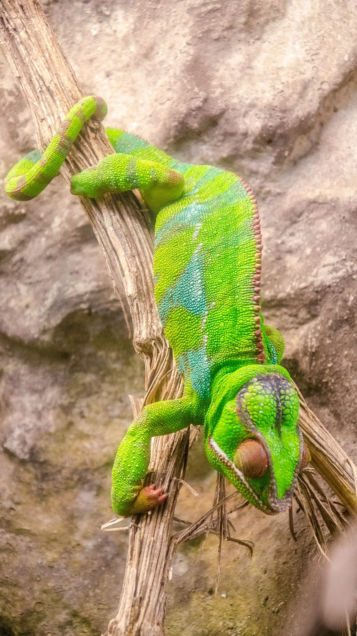Muséum de Besançon