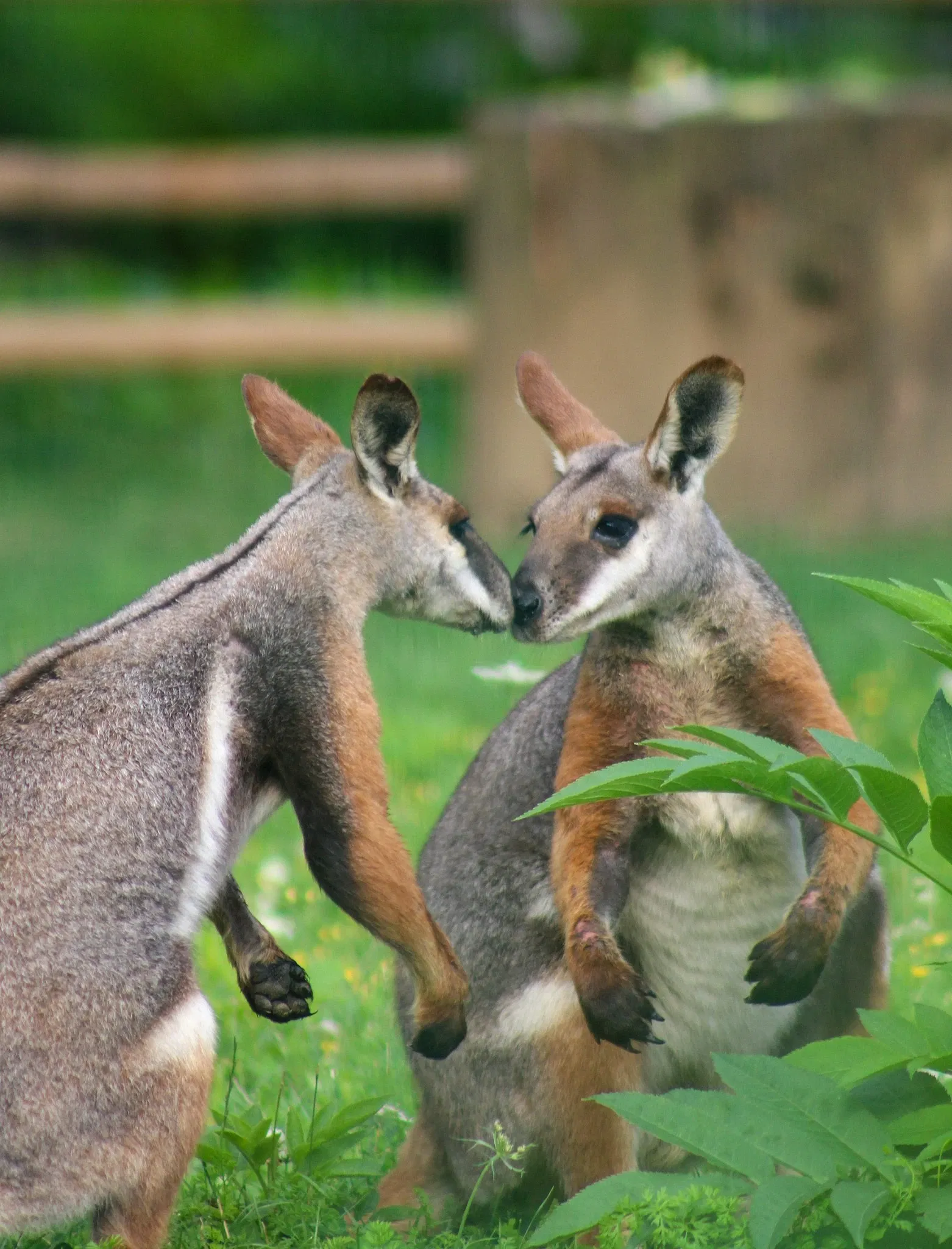 Muséum de Besançon