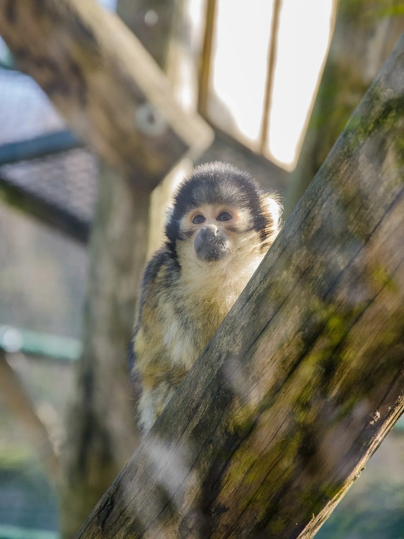 Muséum de Besançon