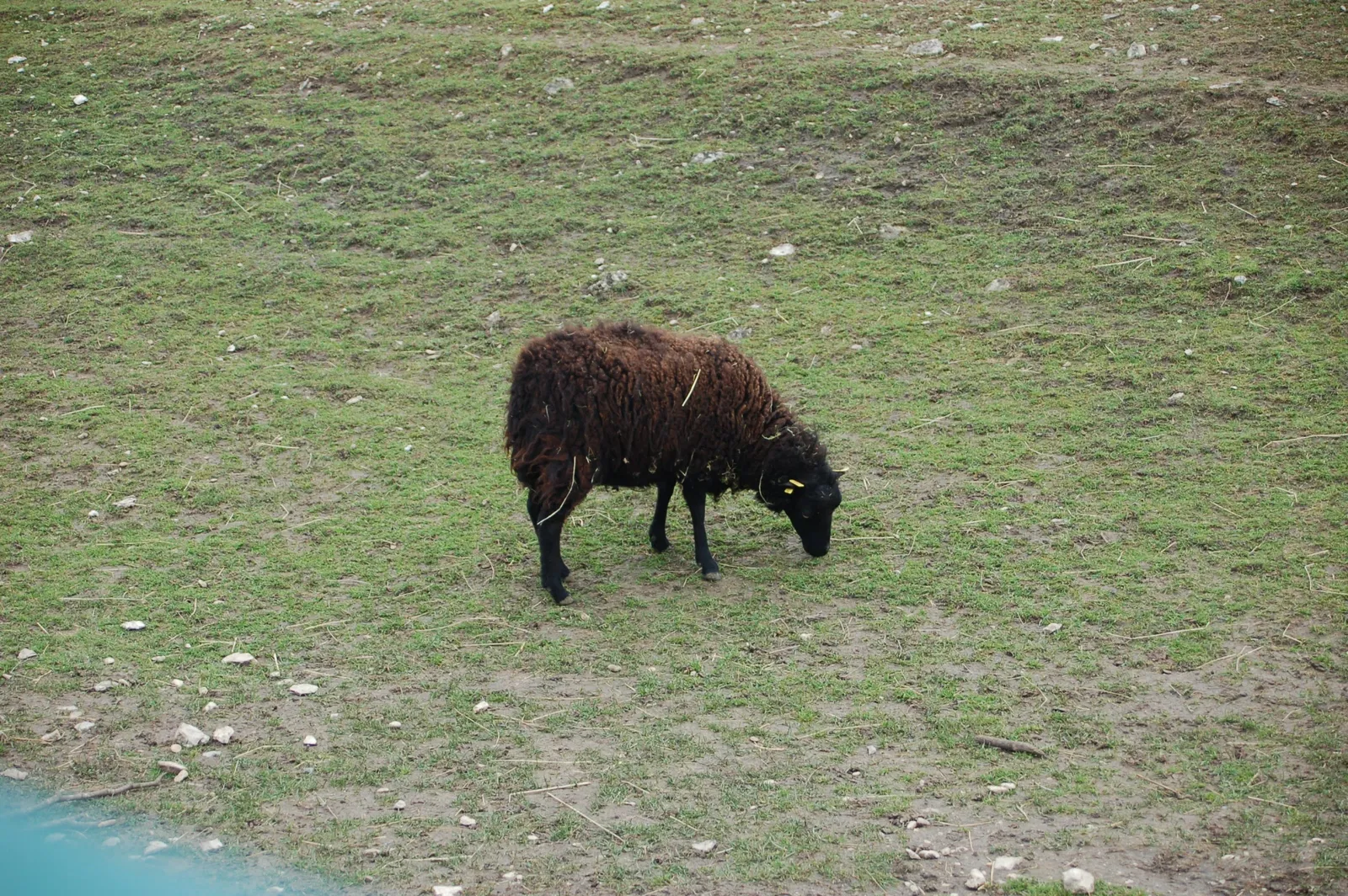 Muséum de Besançon