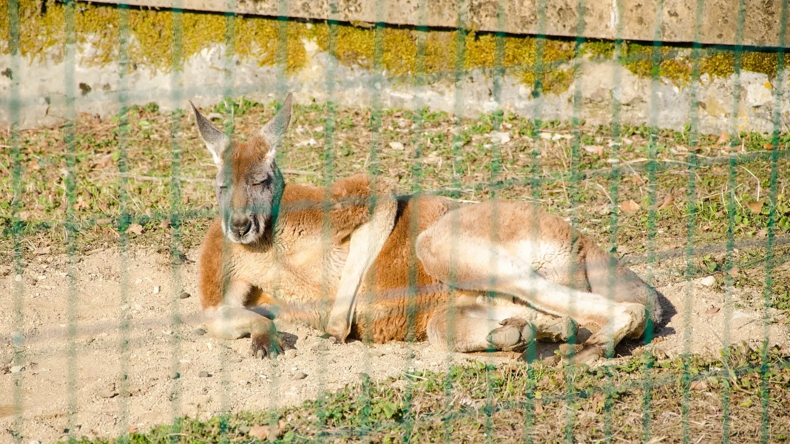 Muséum de Besançon