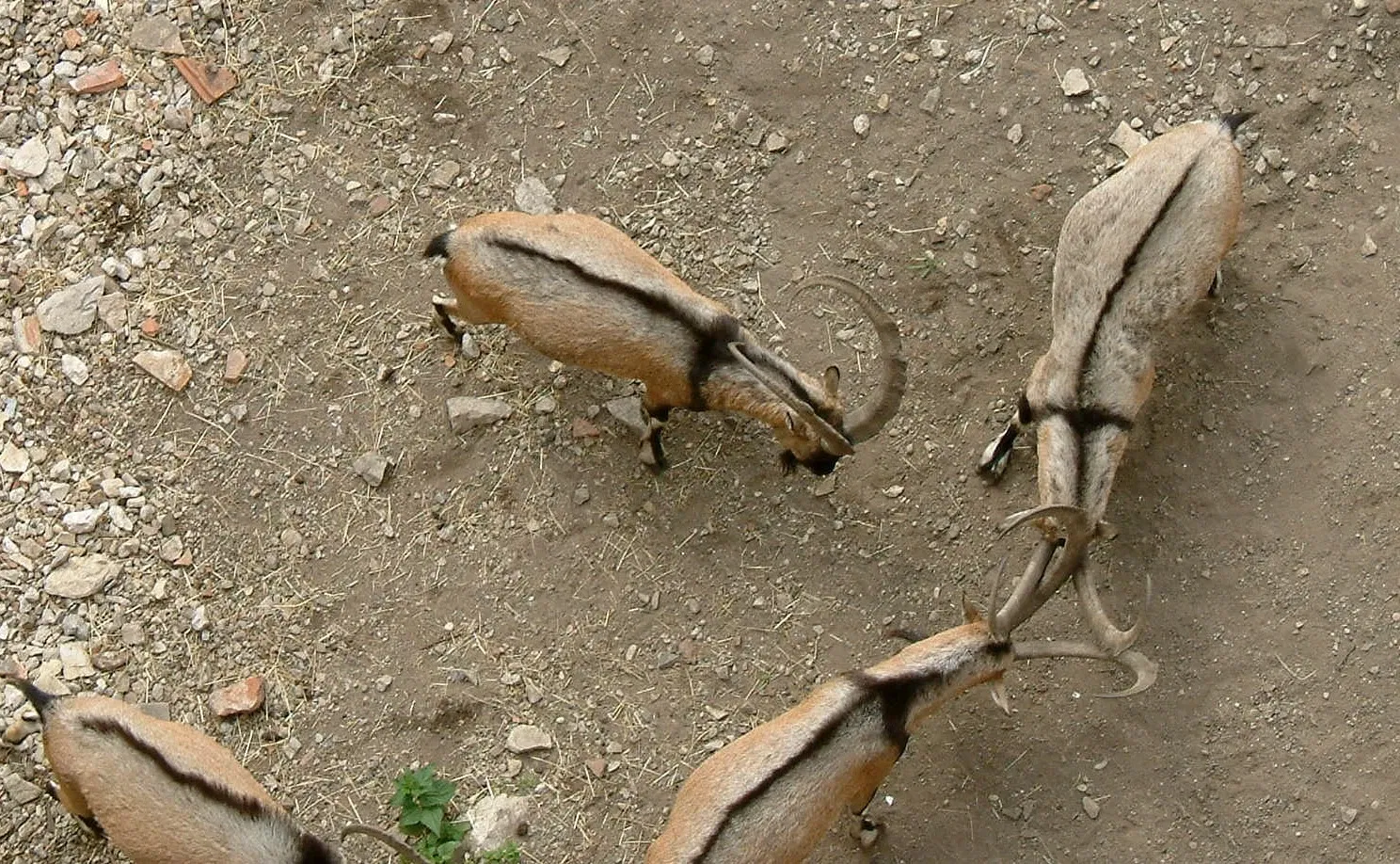 Muséum de Besançon