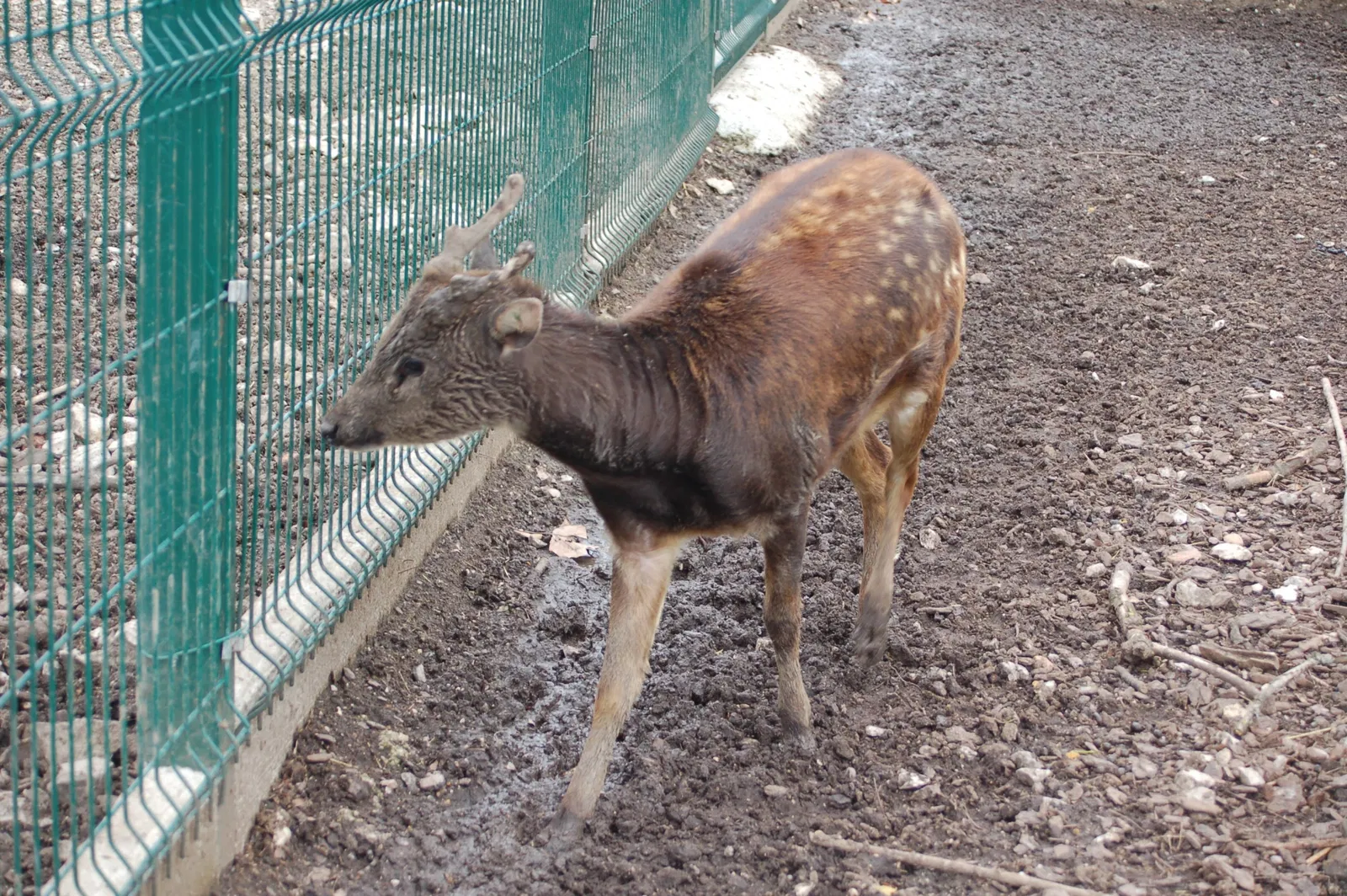 Muséum de Besançon