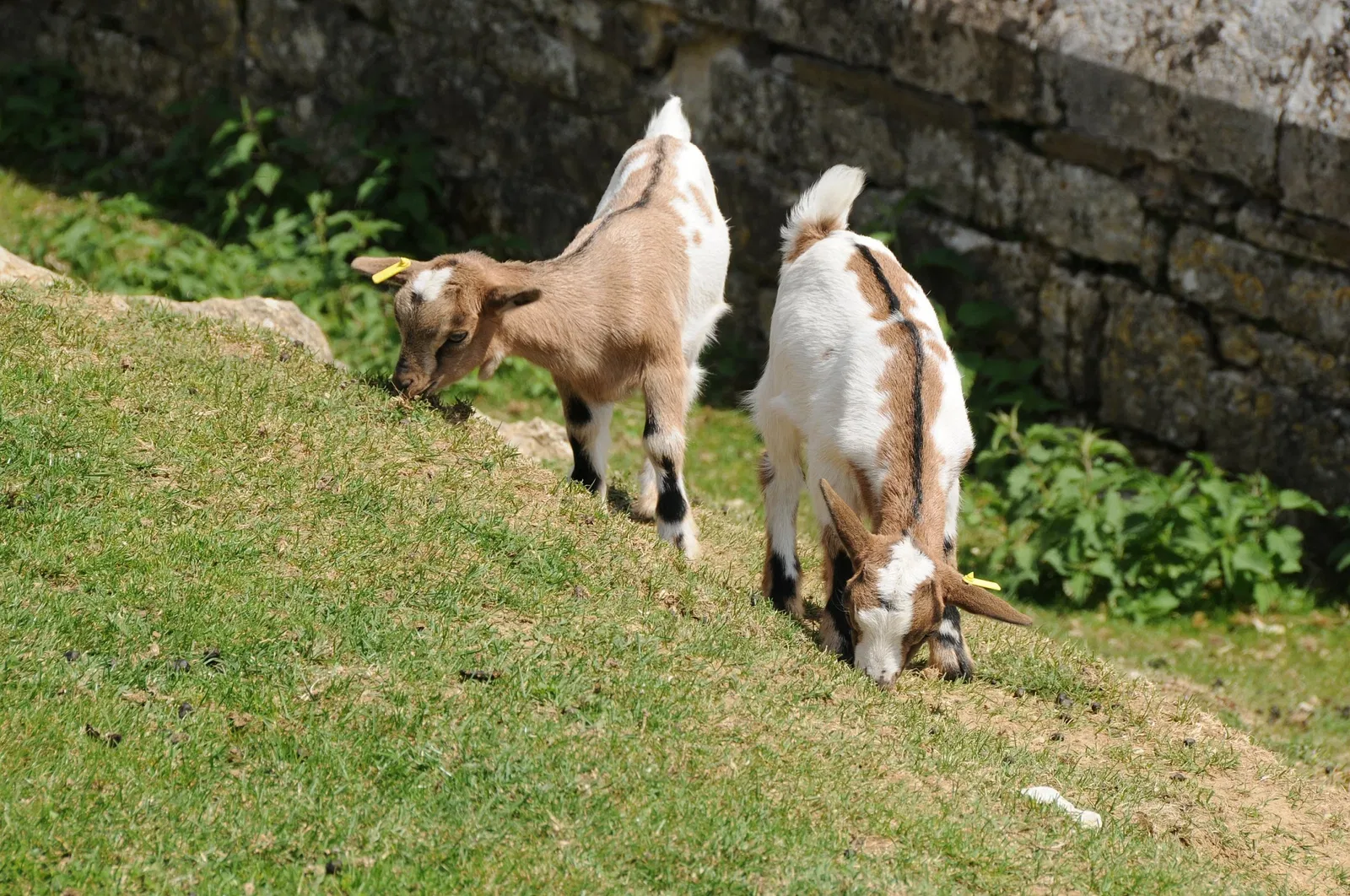 Muséum de Besançon