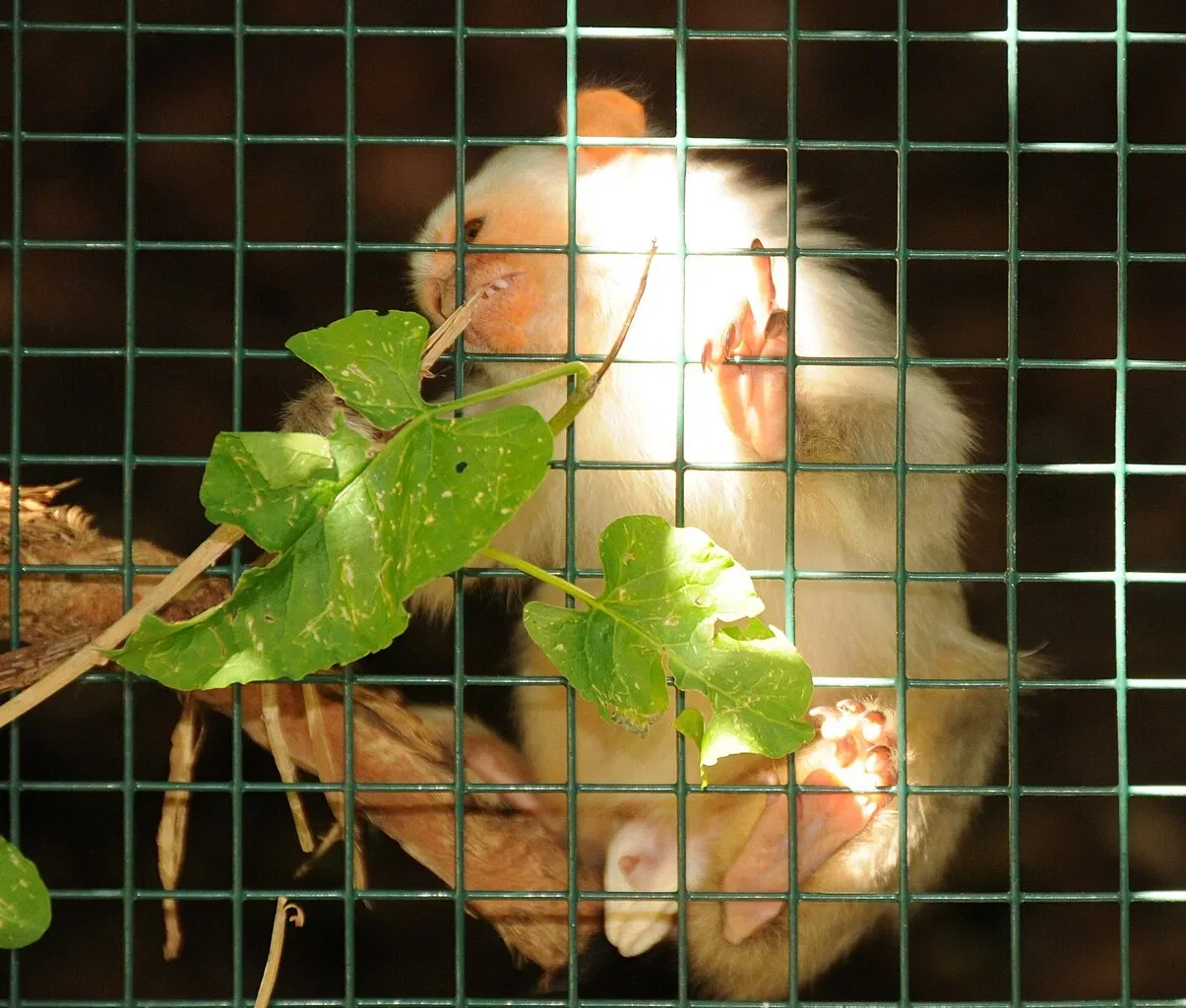 Muséum de Besançon