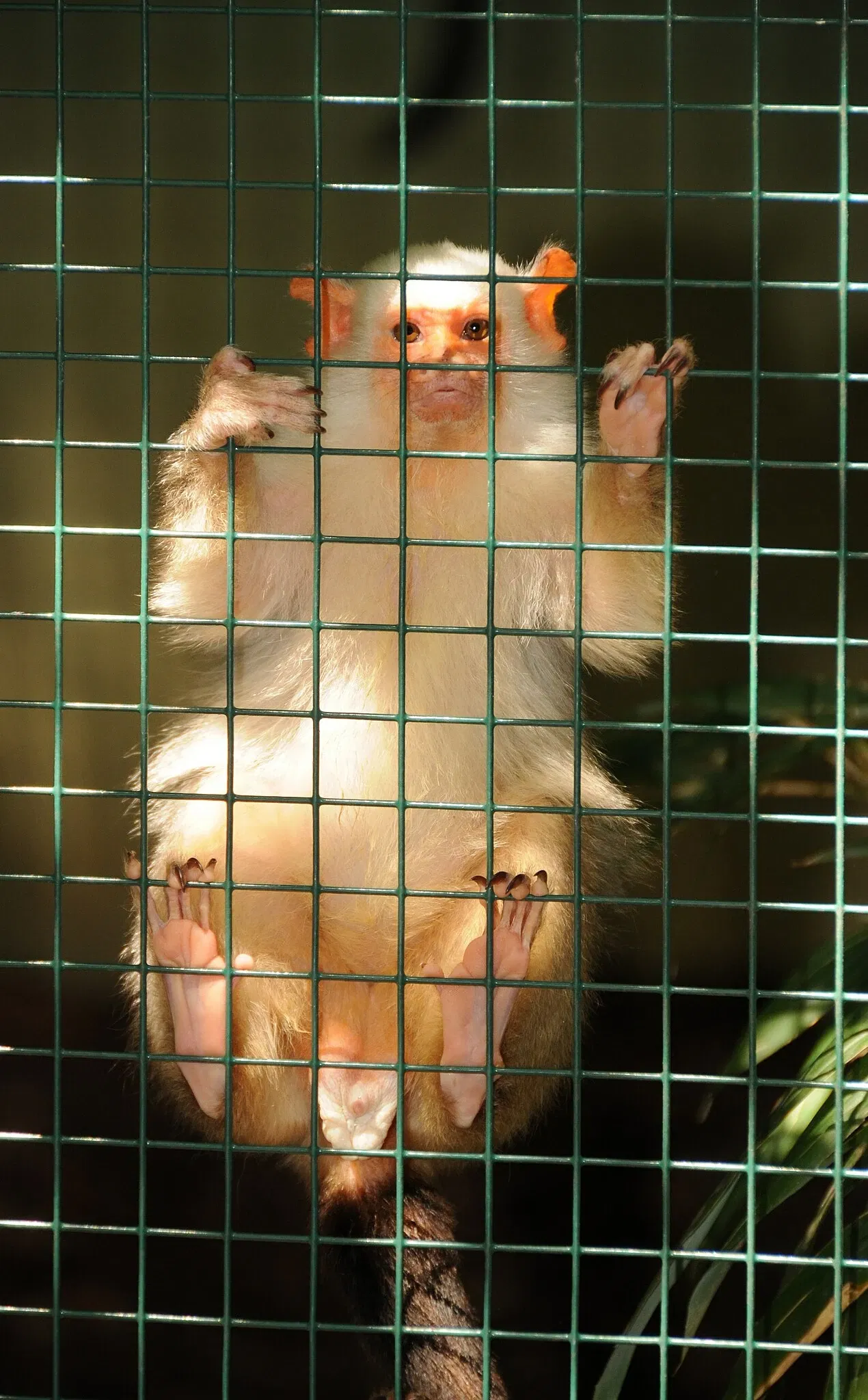 Muséum de Besançon