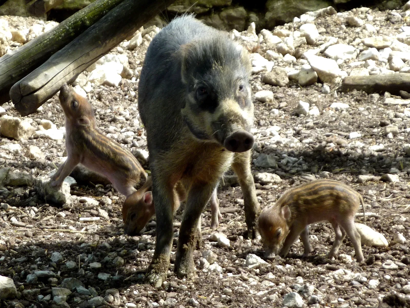 Muséum de Besançon