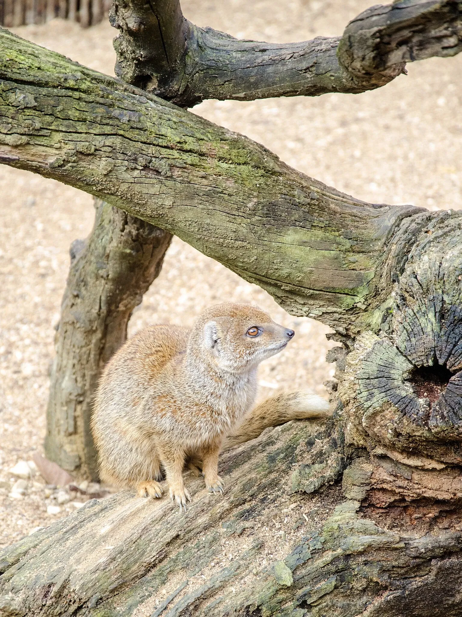Muséum de Besançon