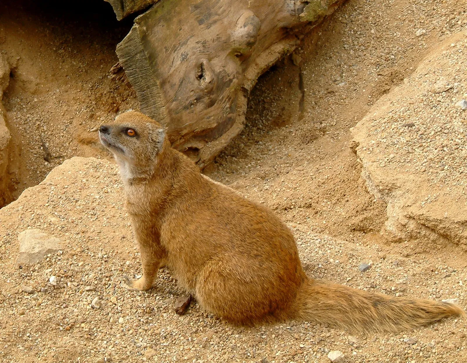 Muséum de Besançon