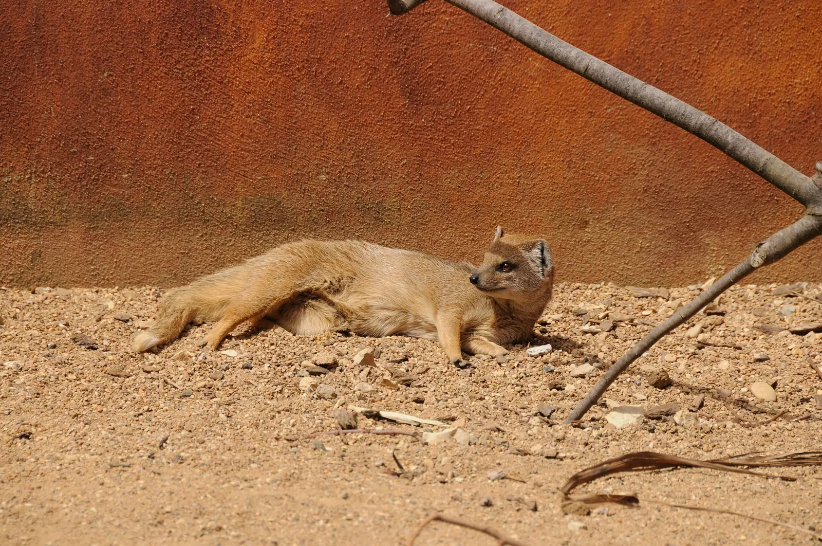 Muséum de Besançon
