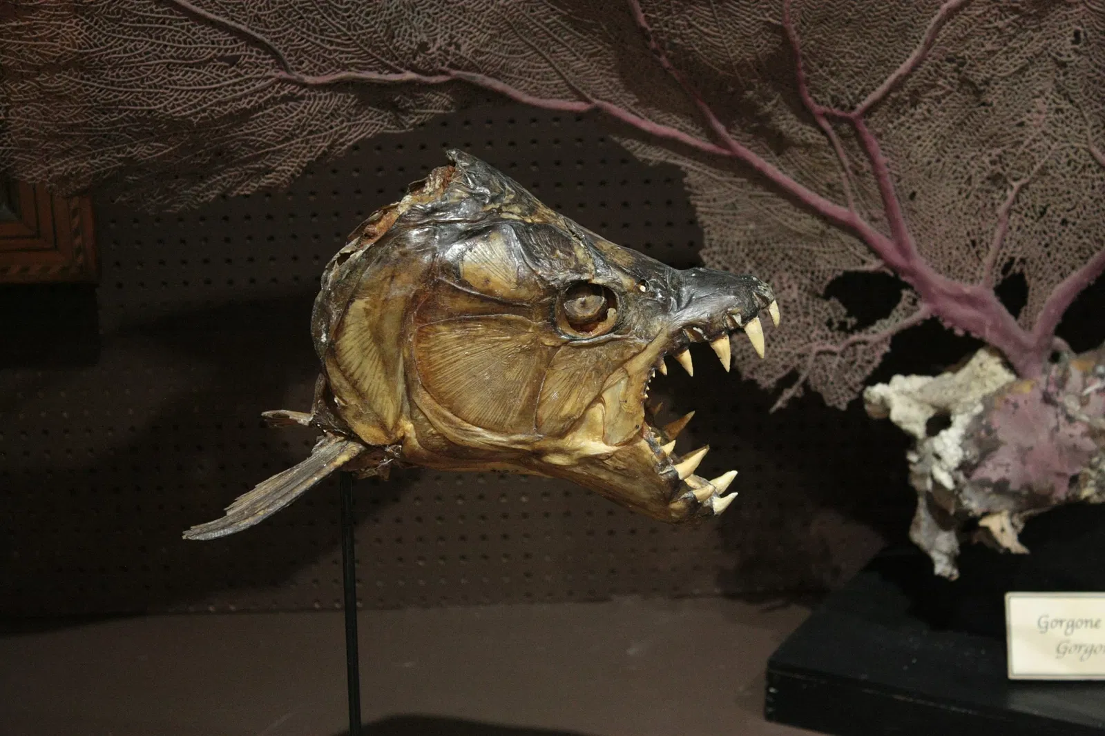 Natural History Museum