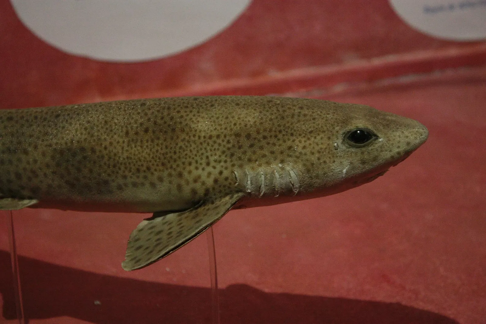 Muséum d’Histoire Naturelle