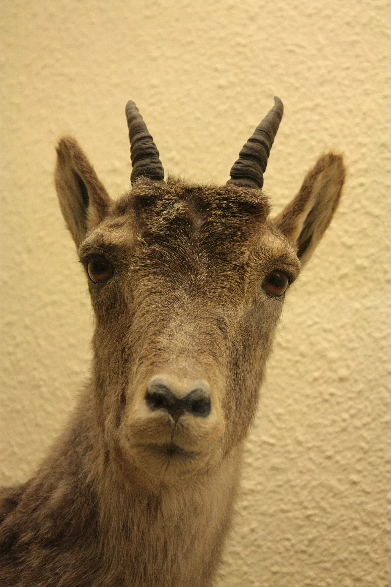 Natural History Museum