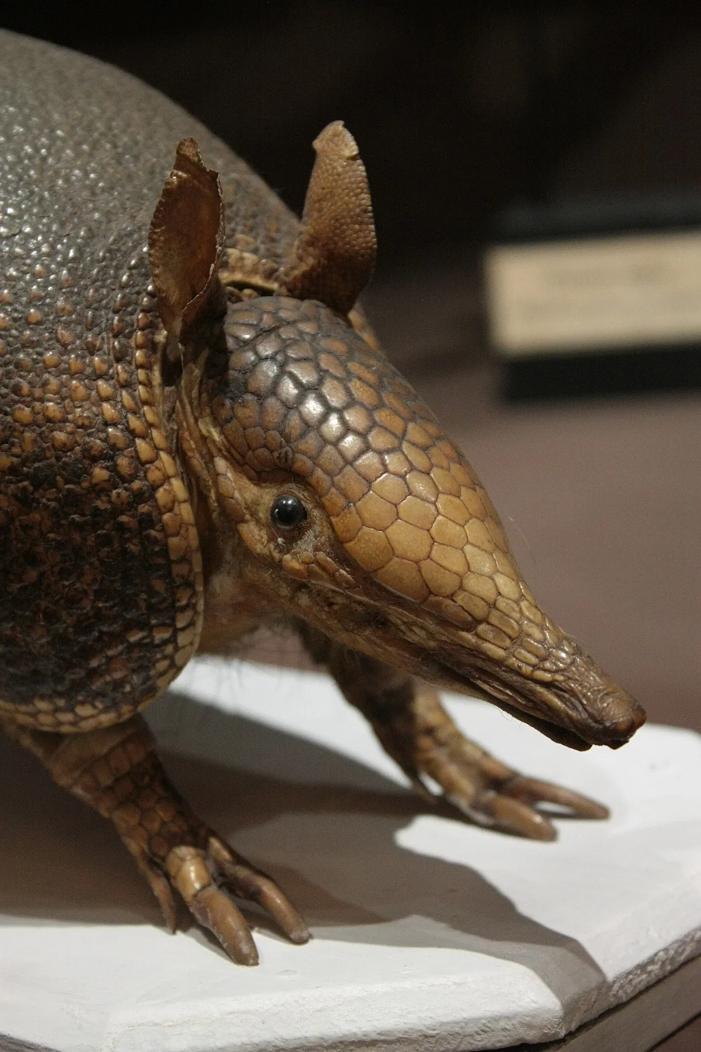 Natural History Museum