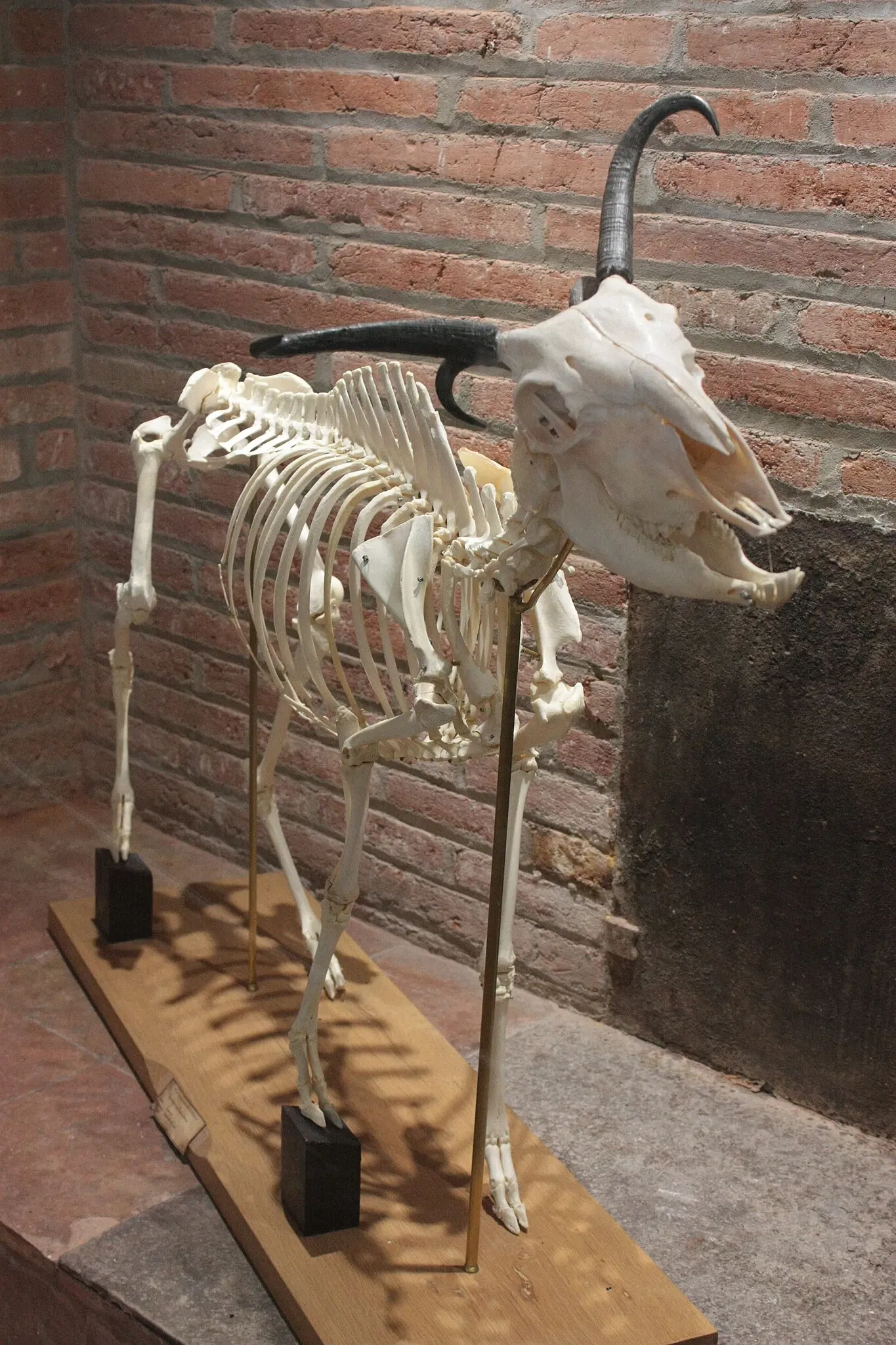 Natural History Museum