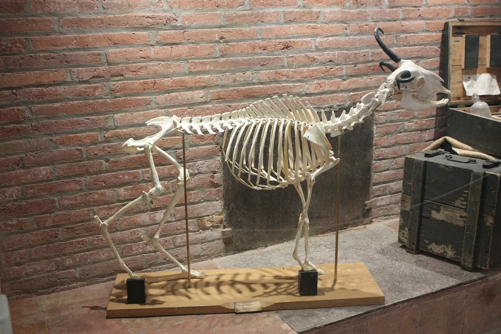 Natural History Museum