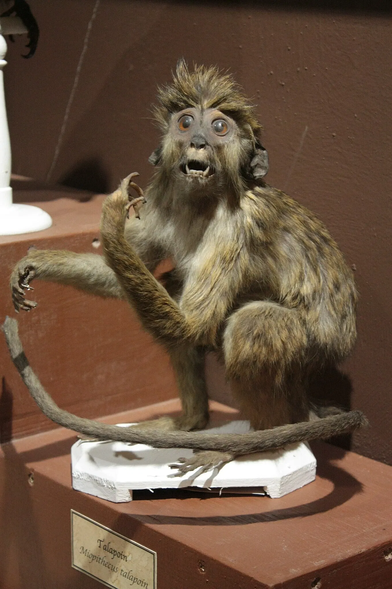 Muséum d’Histoire Naturelle