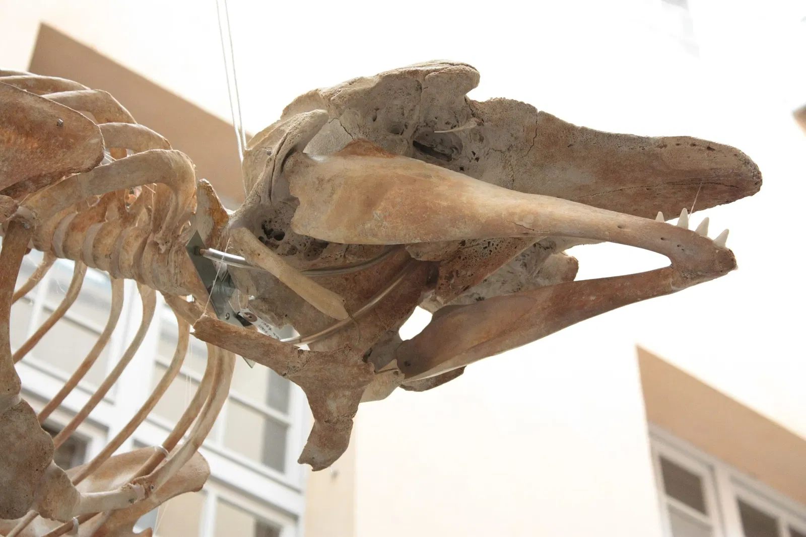 Muséum d’Histoire Naturelle