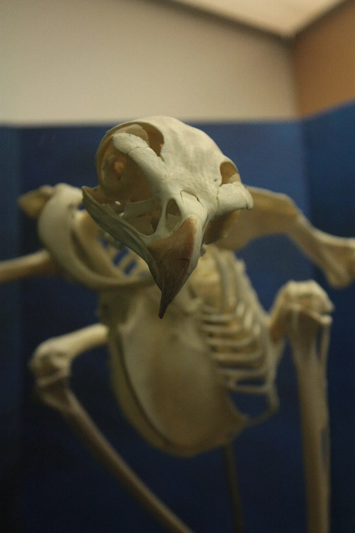 Muséum d’Histoire Naturelle