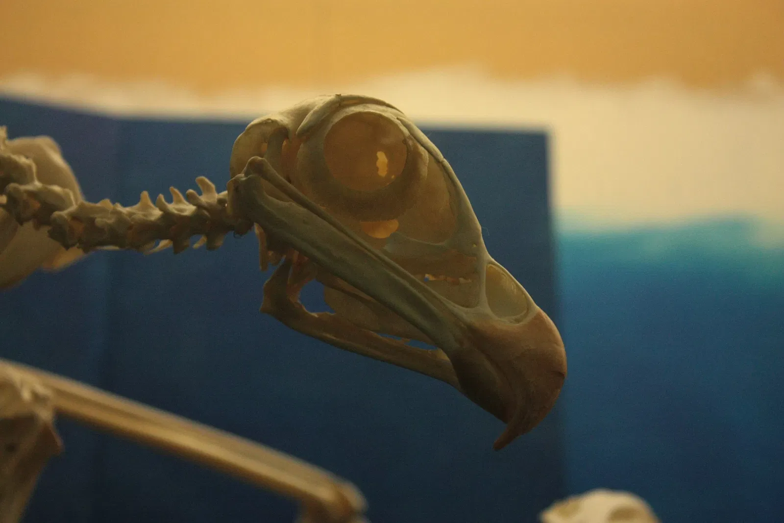 Muséum d’Histoire Naturelle