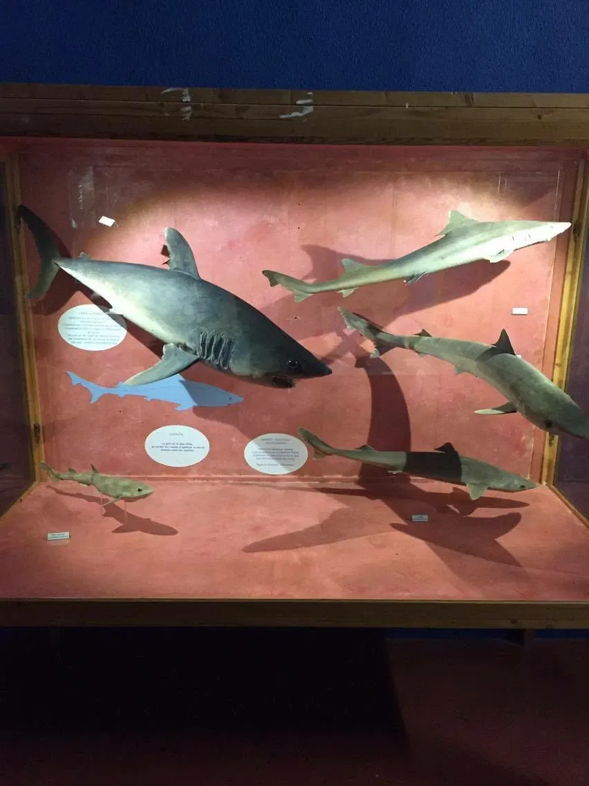 Natural History Museum