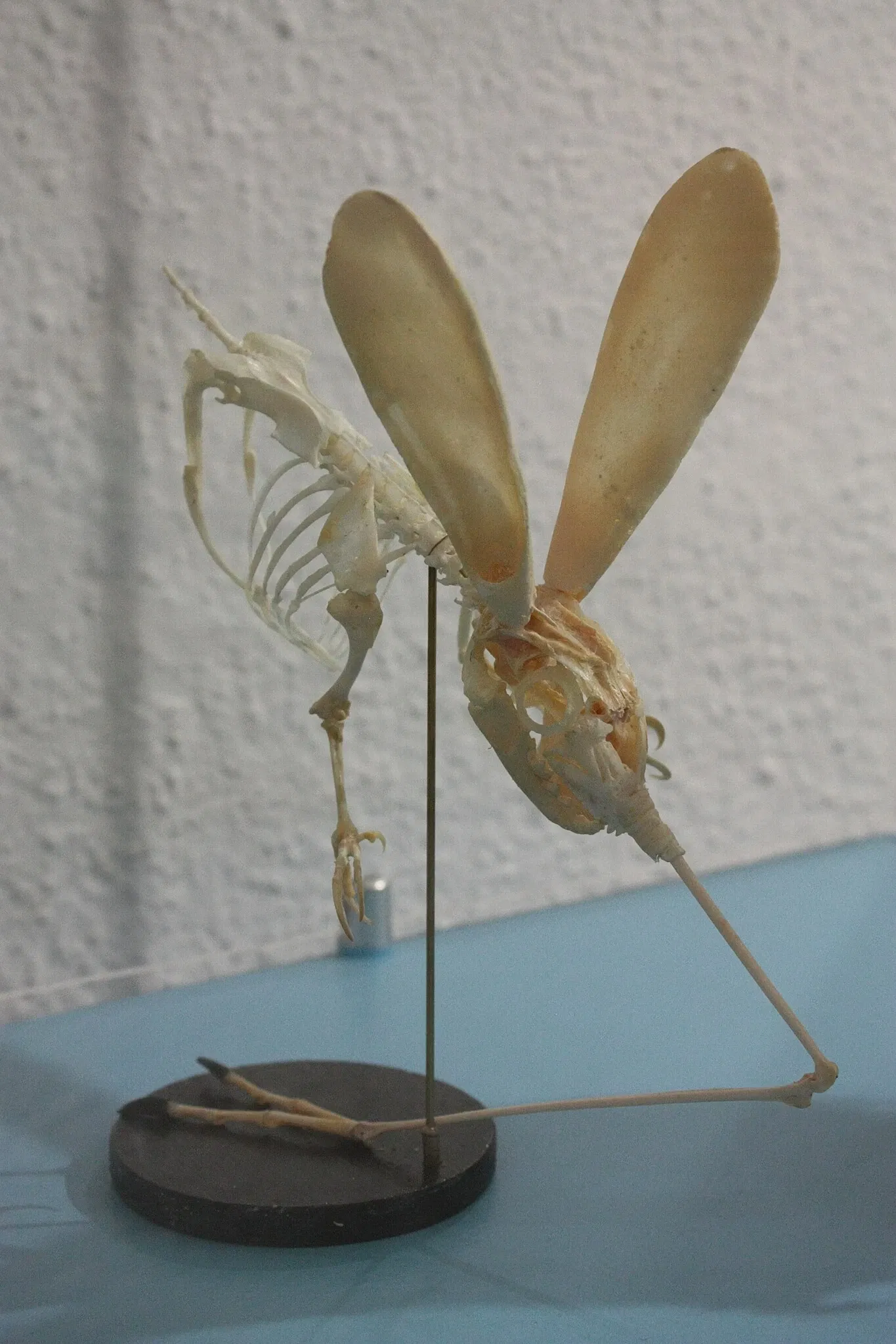 Natural History Museum