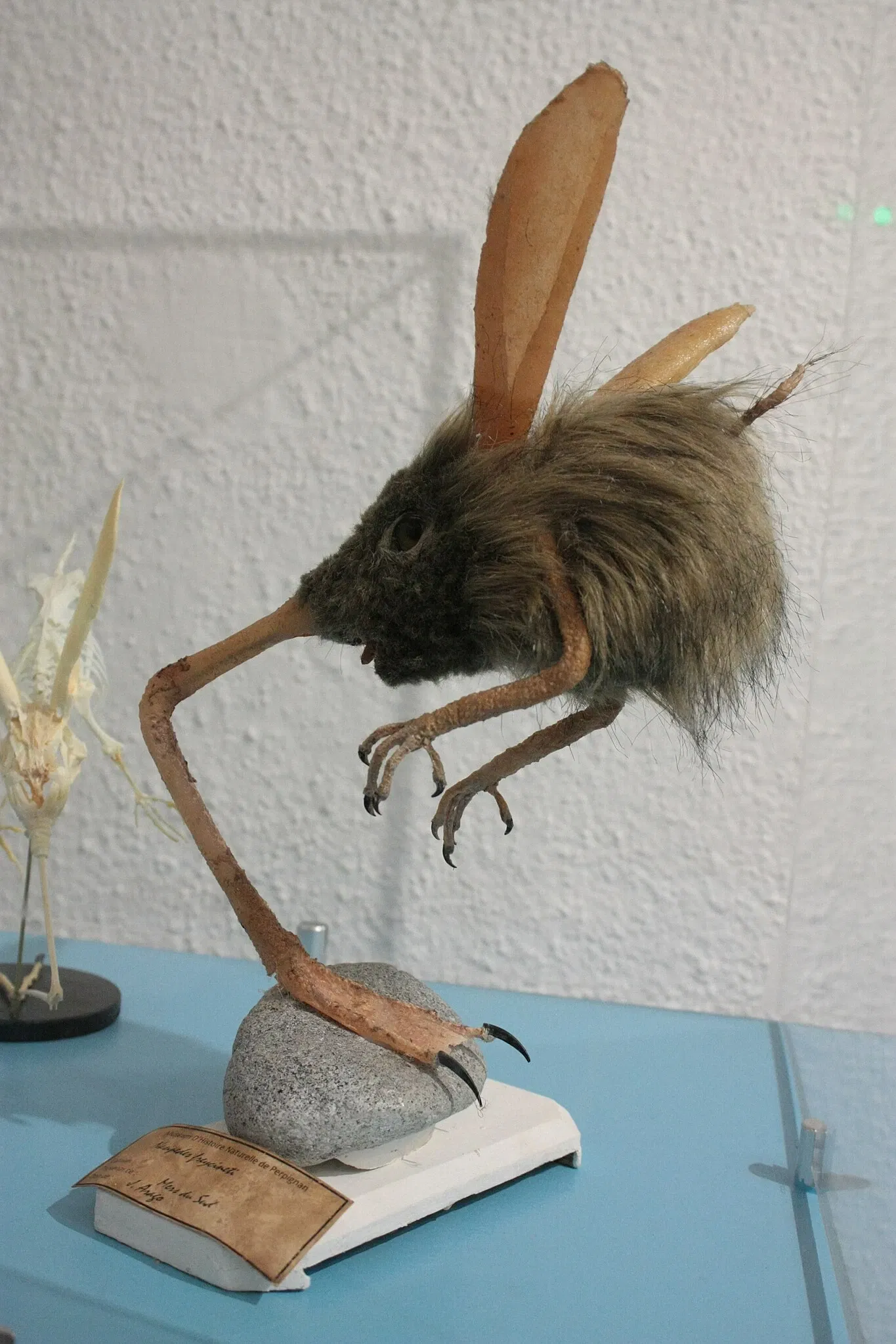 Natural History Museum