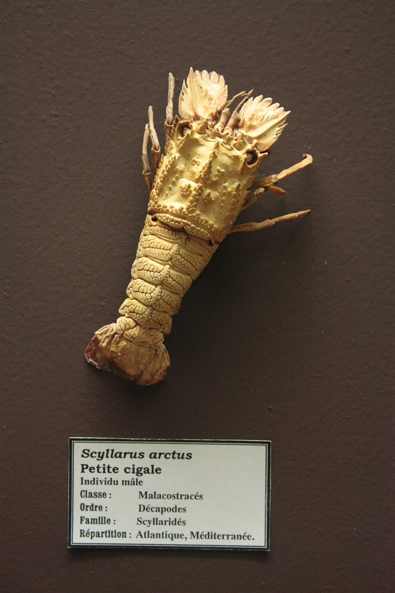 Muséum d’Histoire Naturelle