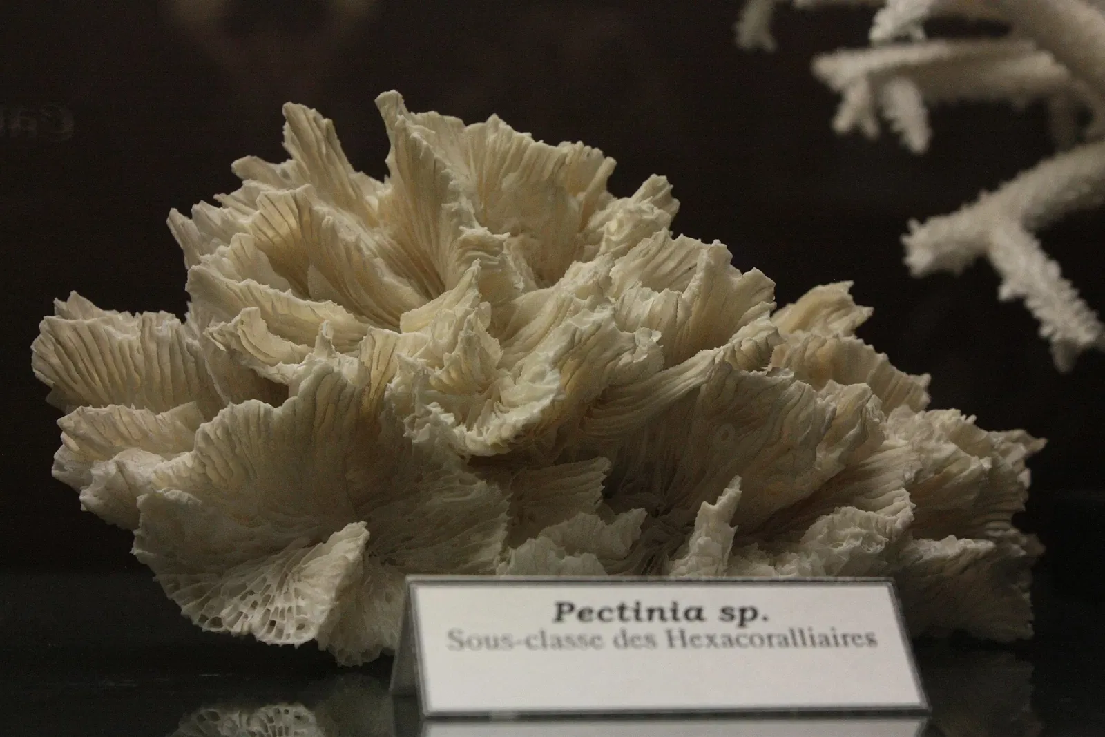 Natural History Museum