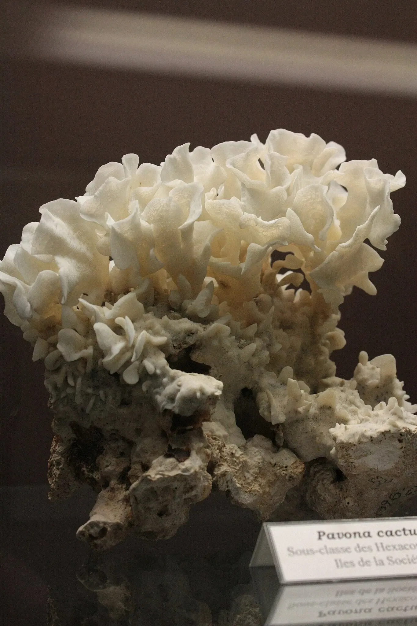 Muséum d’Histoire Naturelle